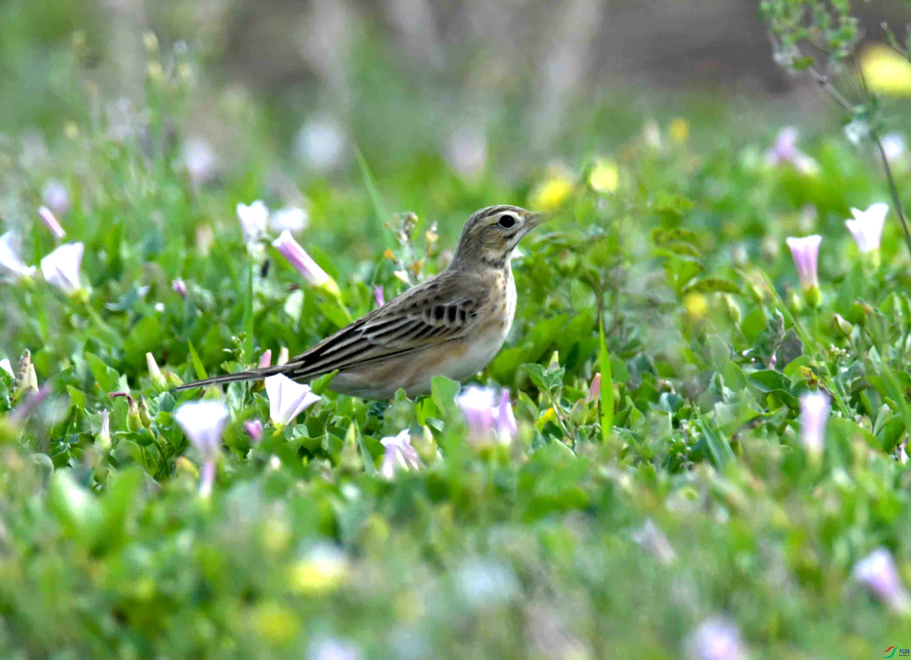 DSC_1713.JPG