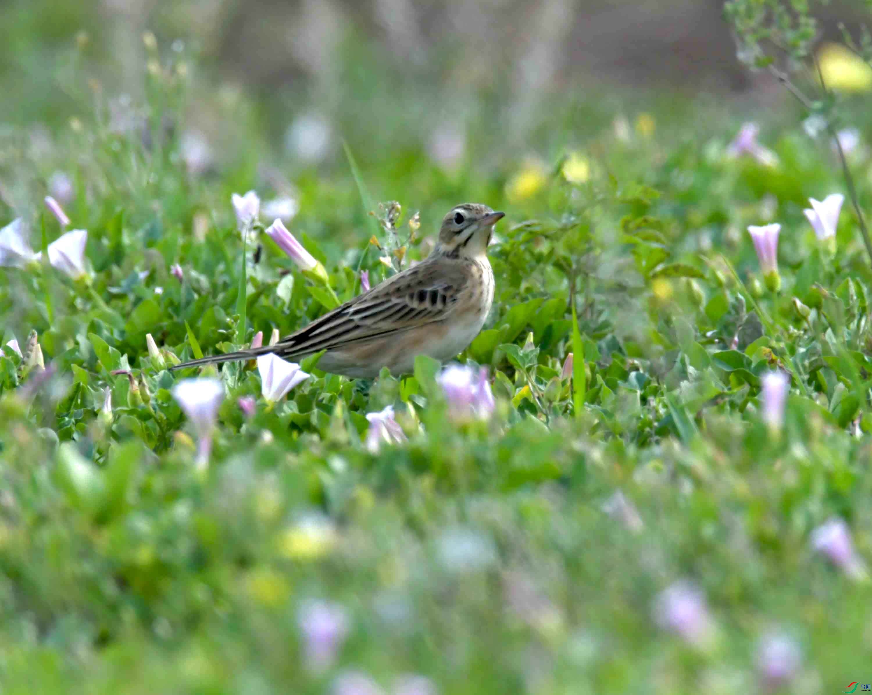DSC_1721.JPG