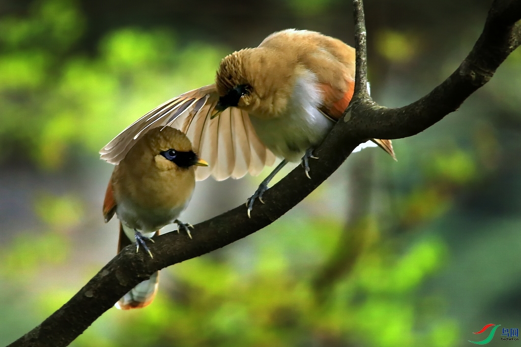 ��ɽ������