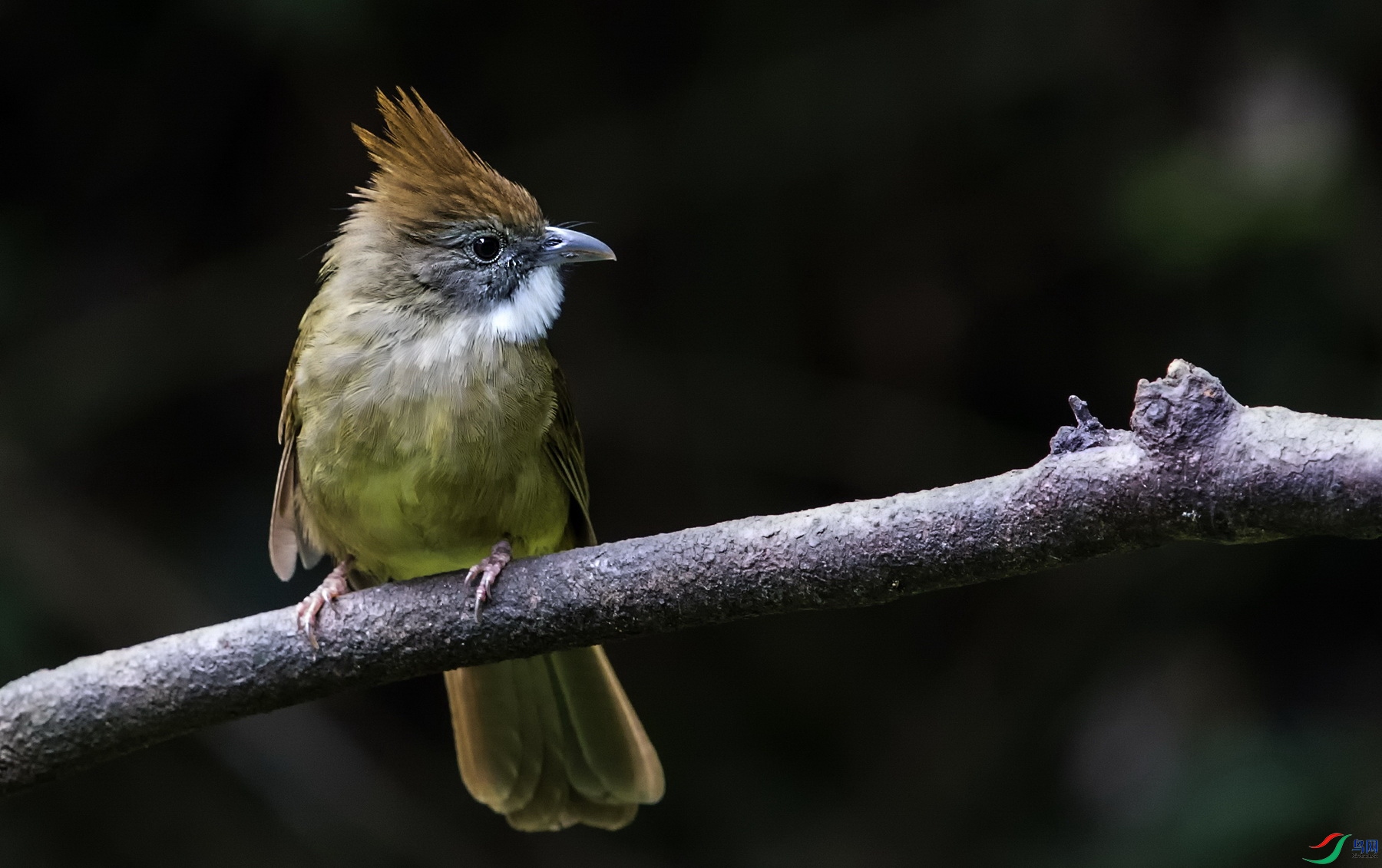 �׺�����