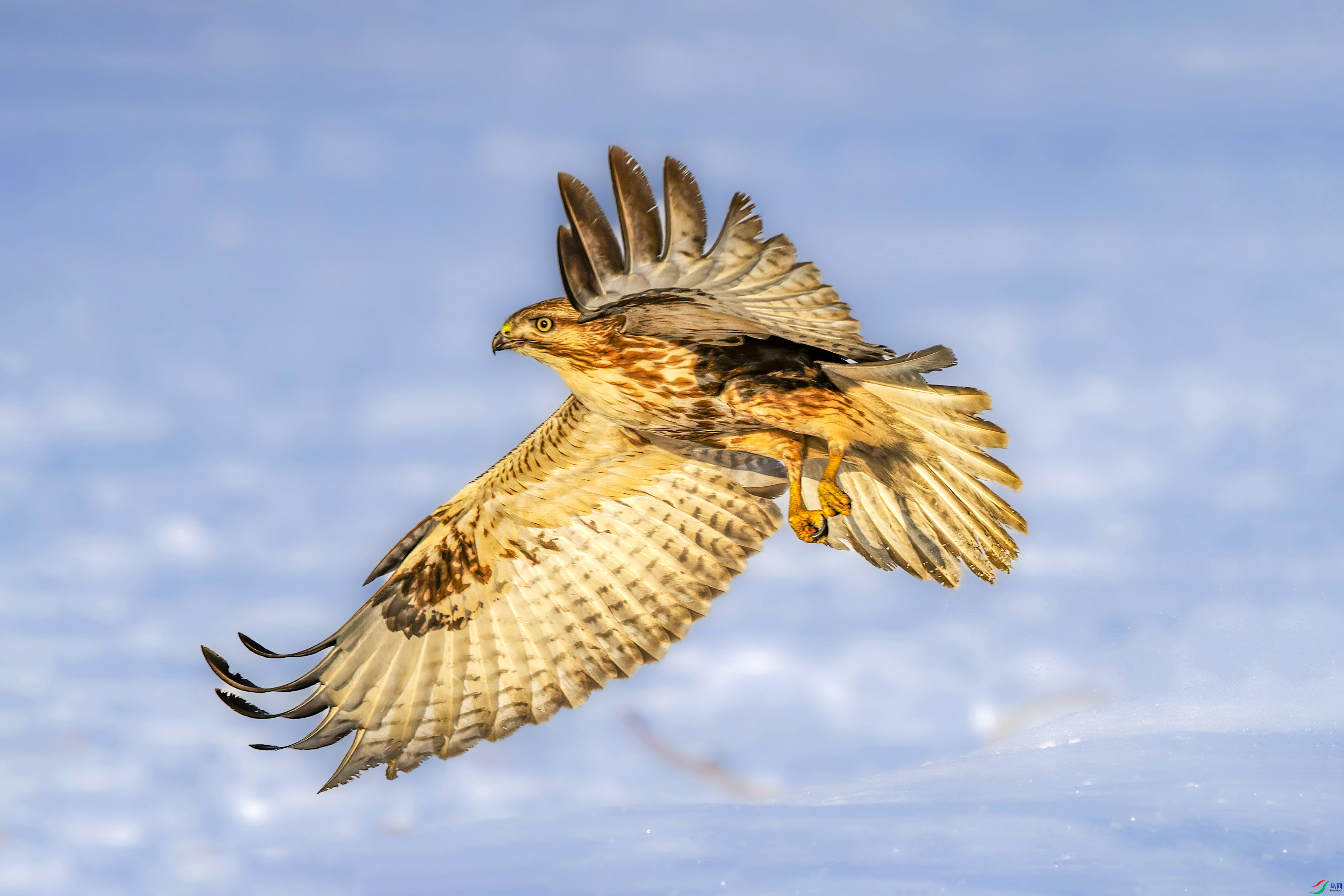 _NAO2465_DxO-gigapixel.jpg