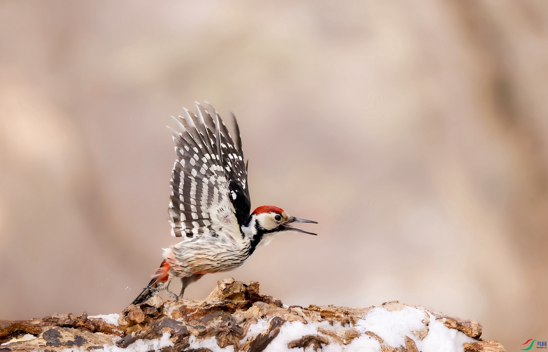 �����ľ��