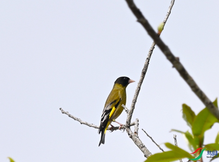 DSC_6622.JPG