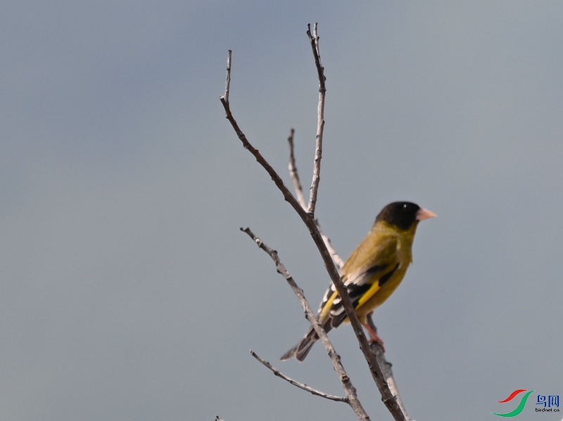 DSC_6642.JPG