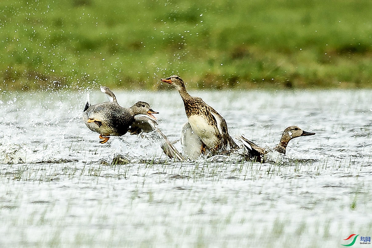 DSC_7288.jpg