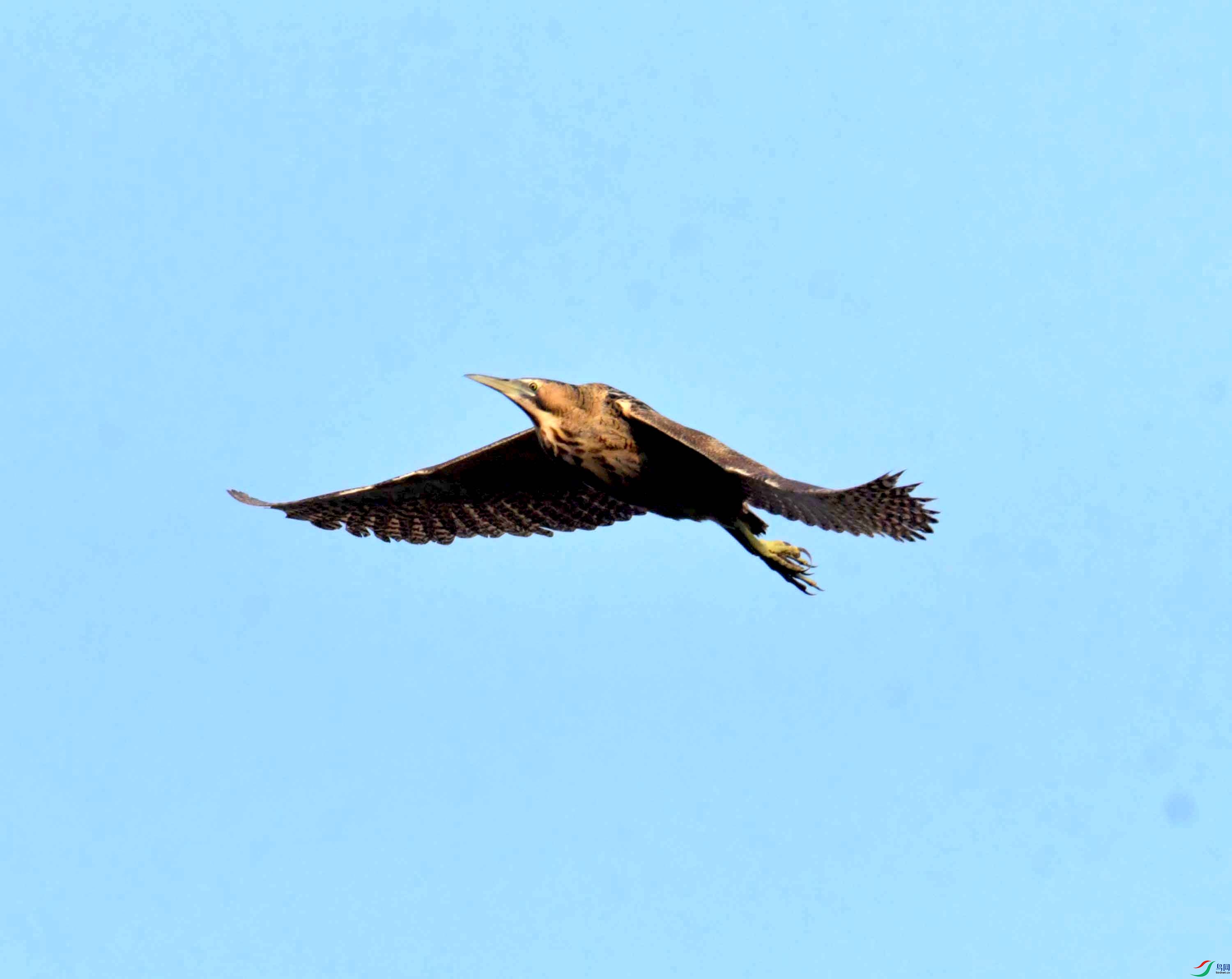 DSC_0244.JPG