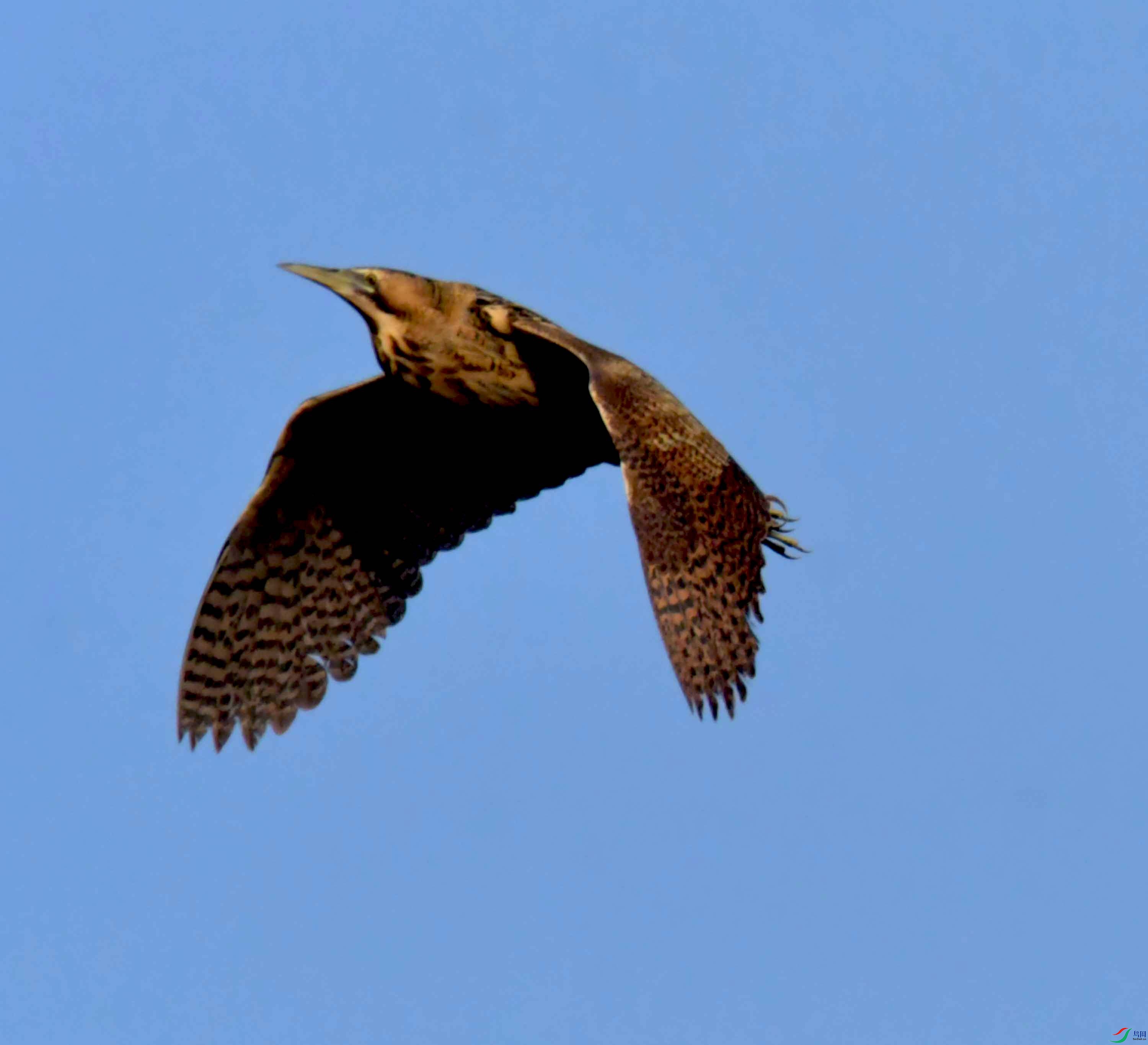 DSC_0243.JPG