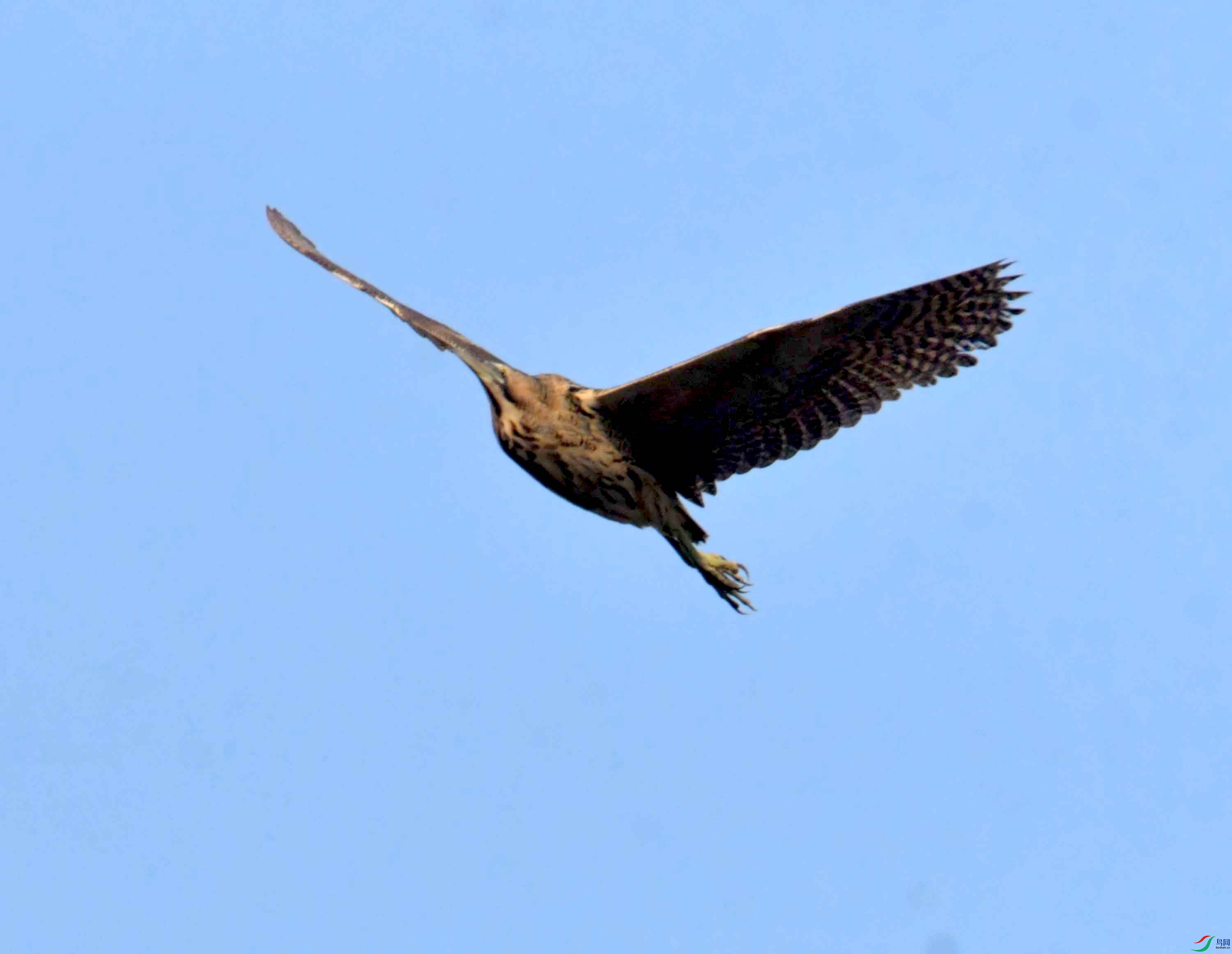 DSC_0246.JPG