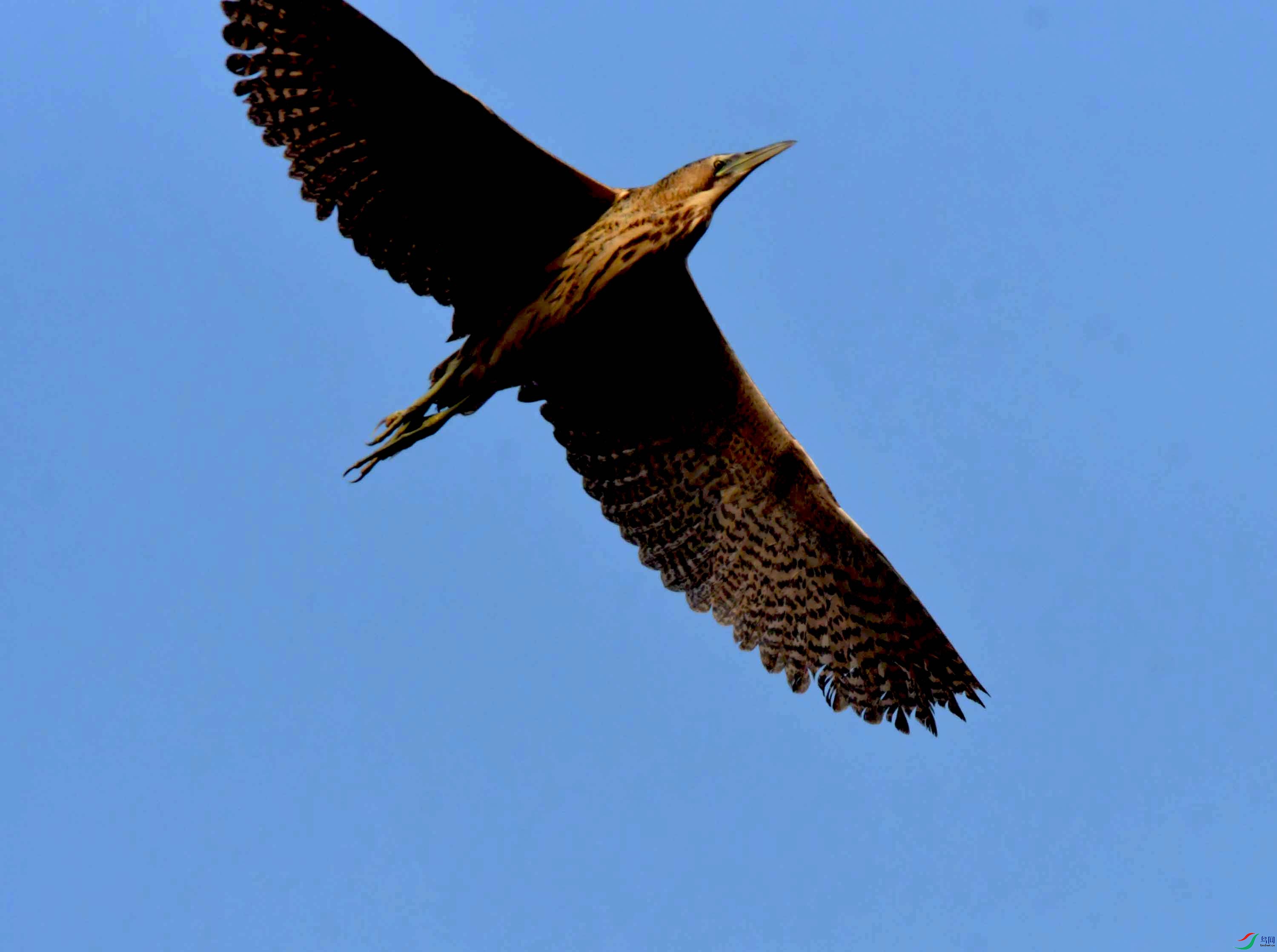 DSC_0252.JPG