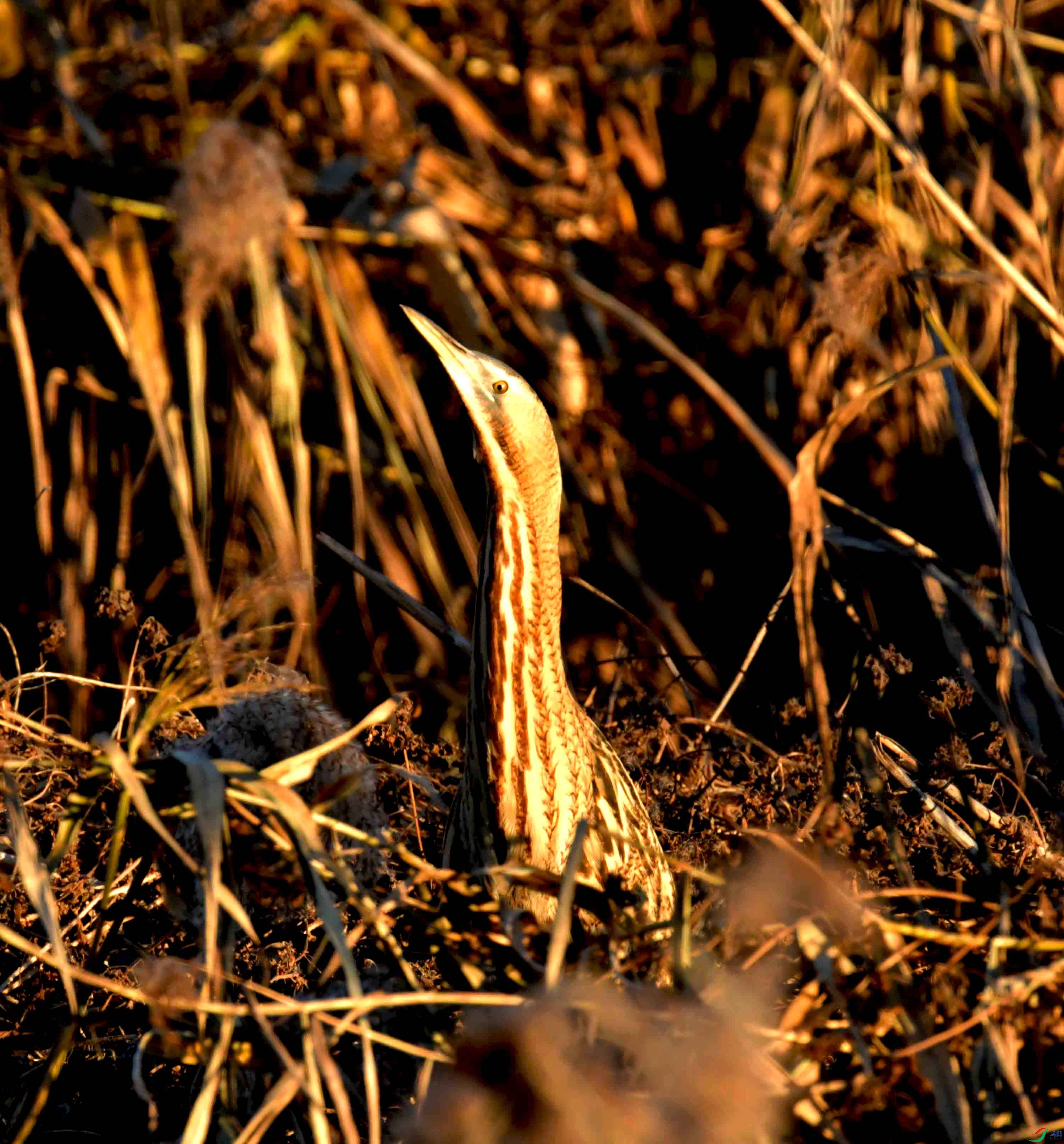 DSC_0565.JPG