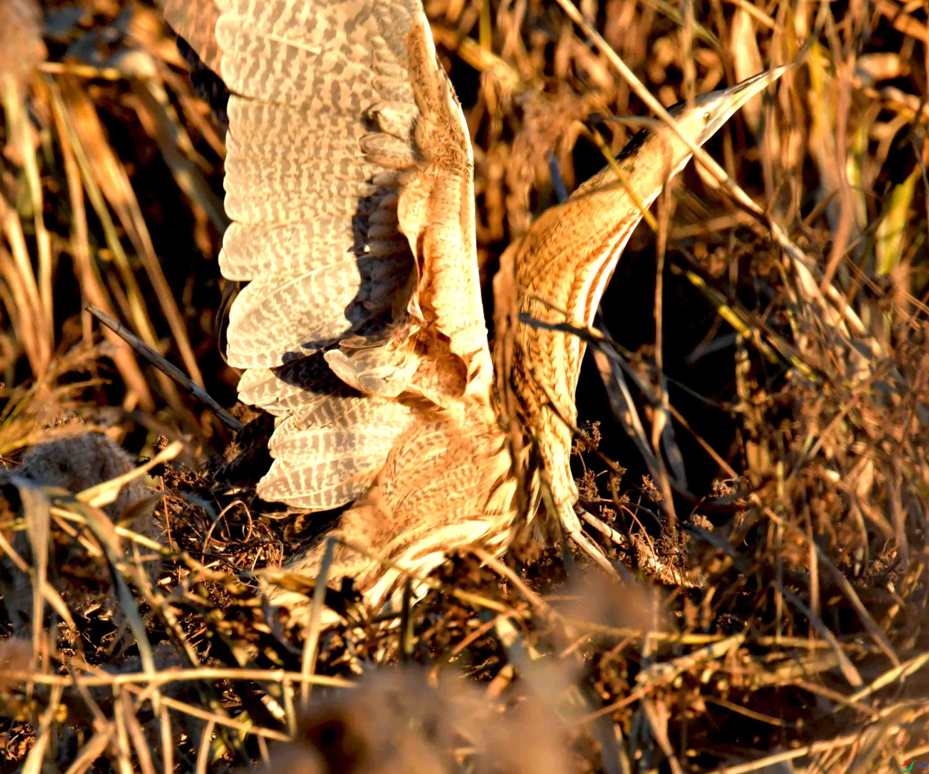 DSC_0570.JPG