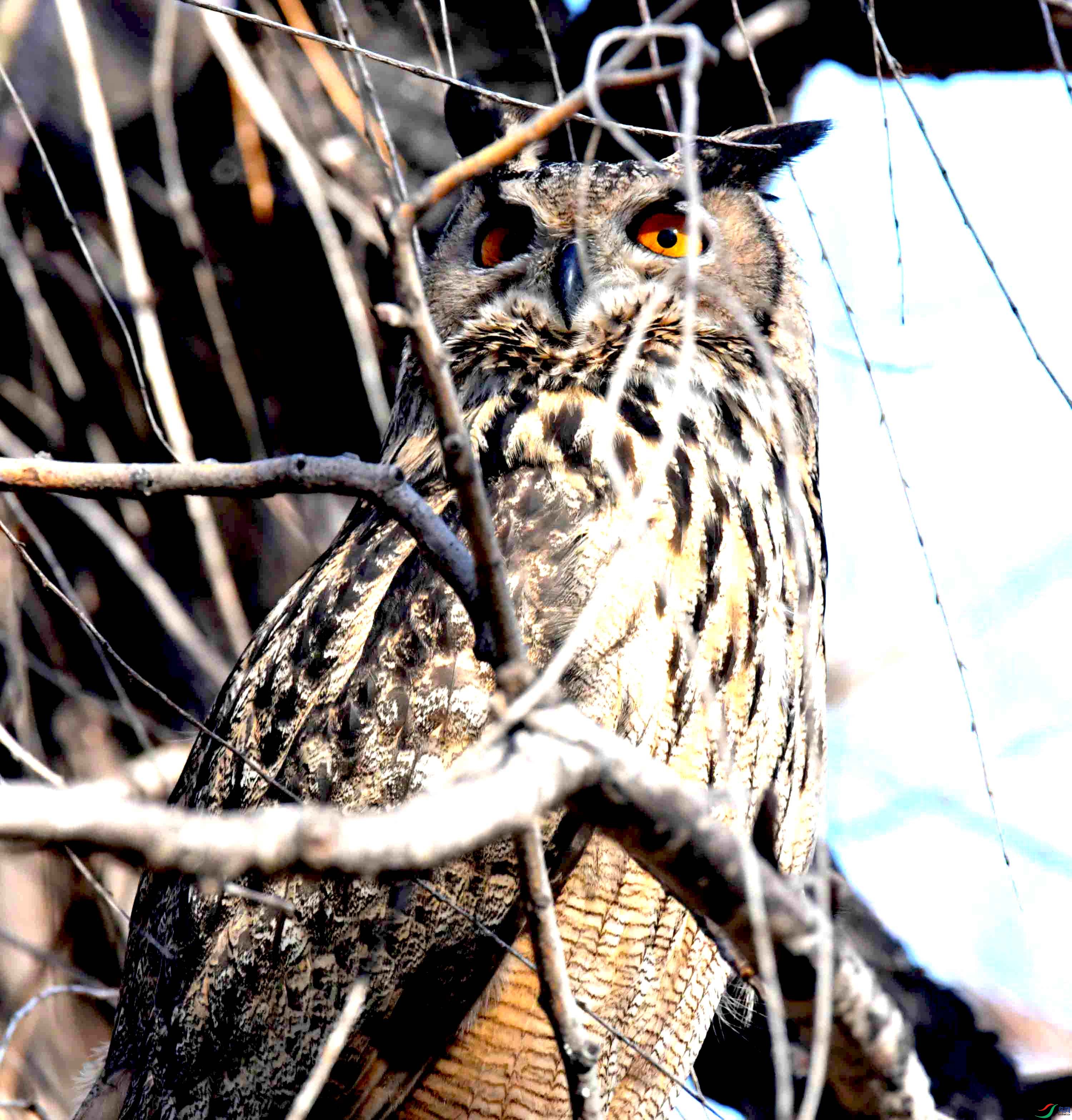 DSC_6033.JPG