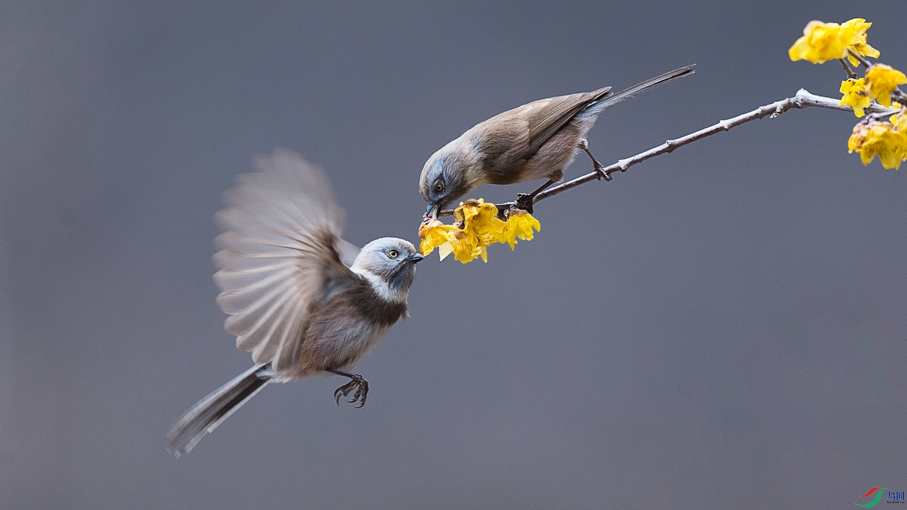 DSC_9462 - ����.jpg