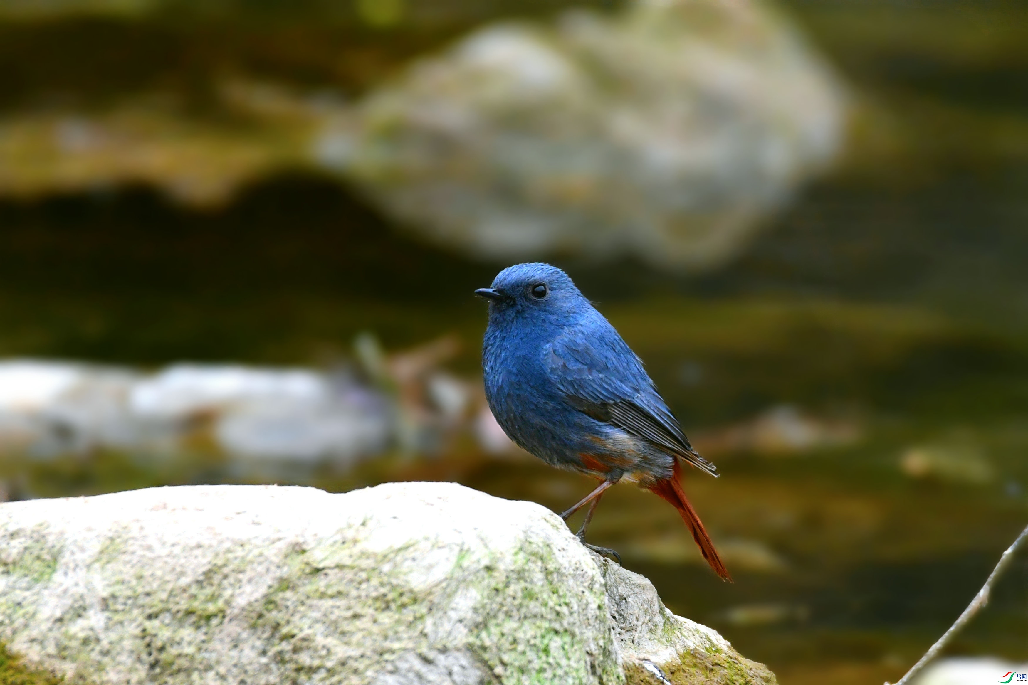 DSC_7418.JPG