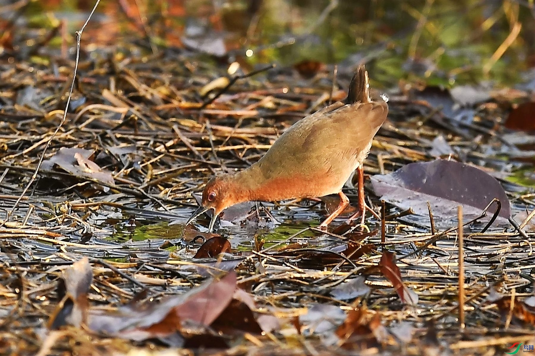 DSC_3278_����.jpg
