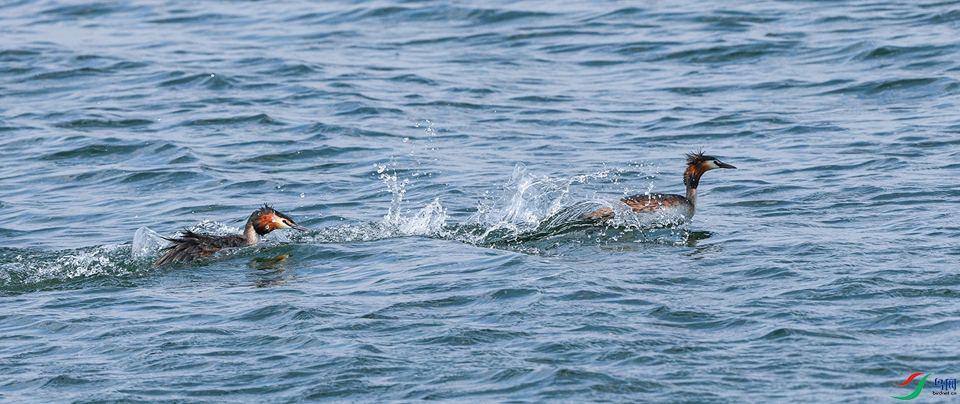 DSC_6545-1.jpg