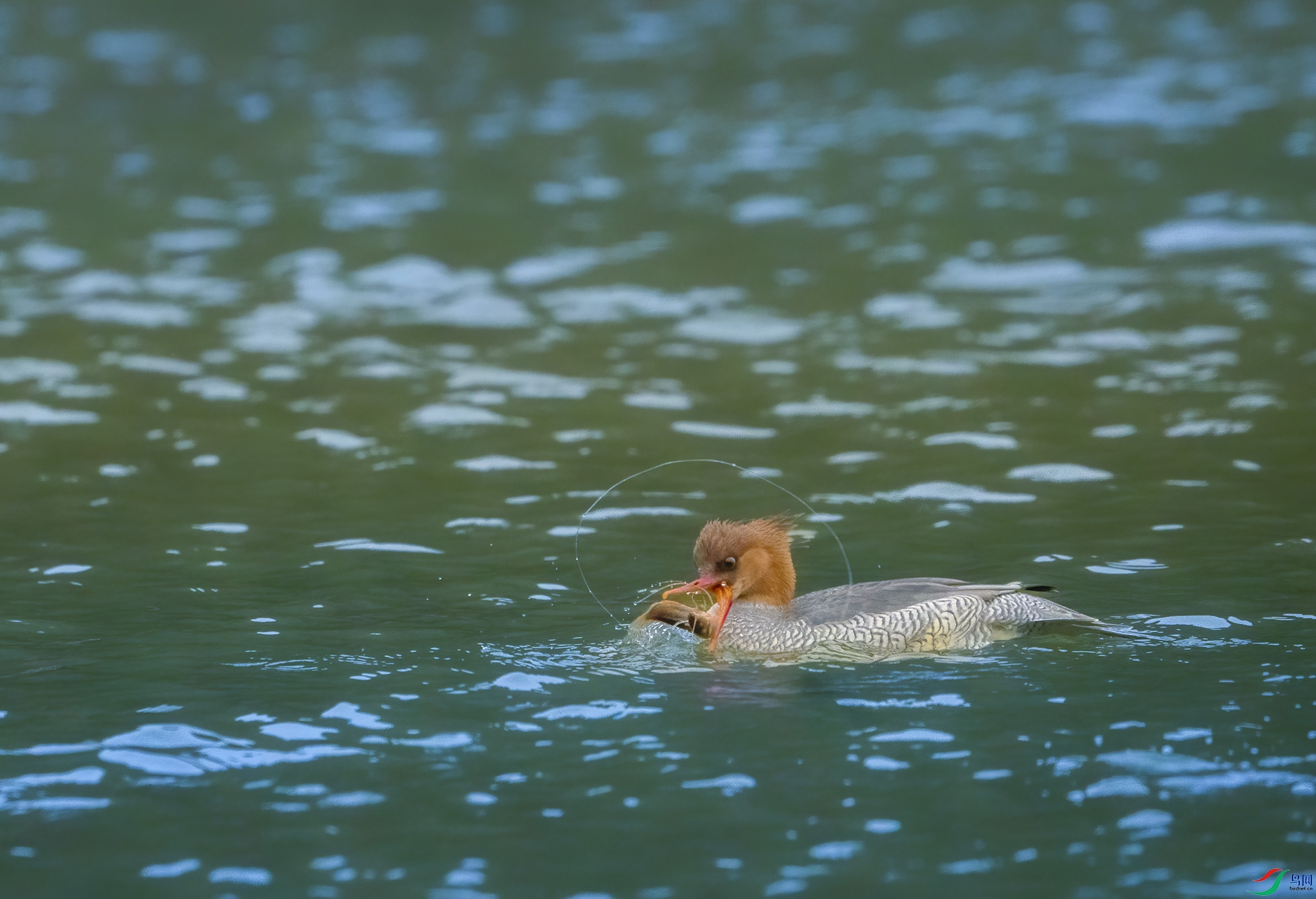 _DSC8369 ����.jpg