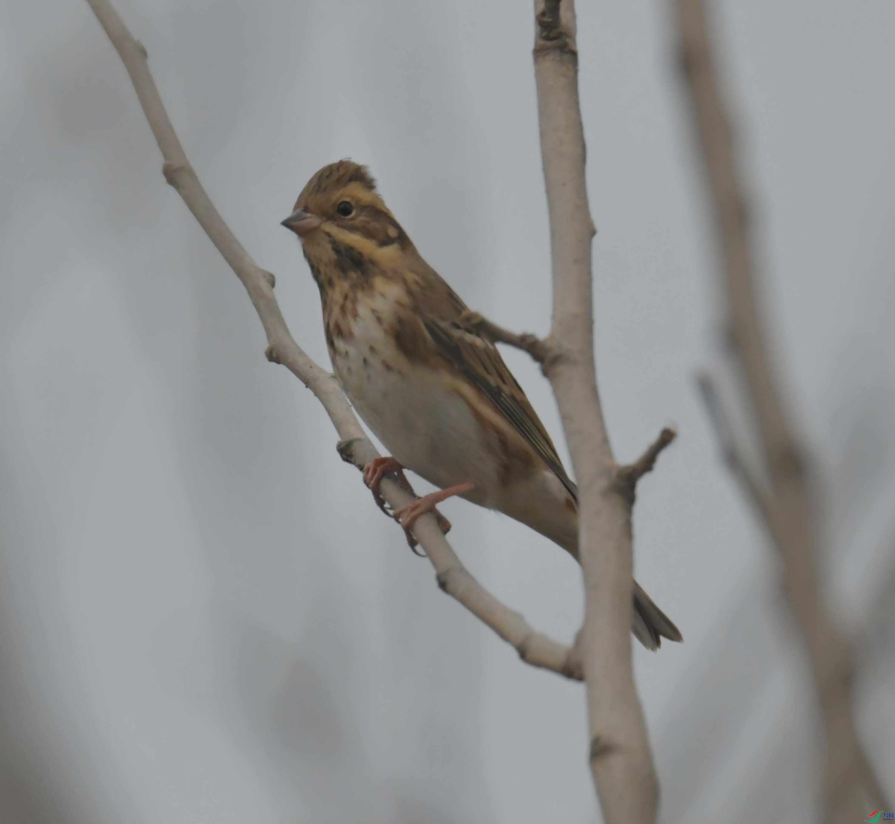 DSC_3462.JPG