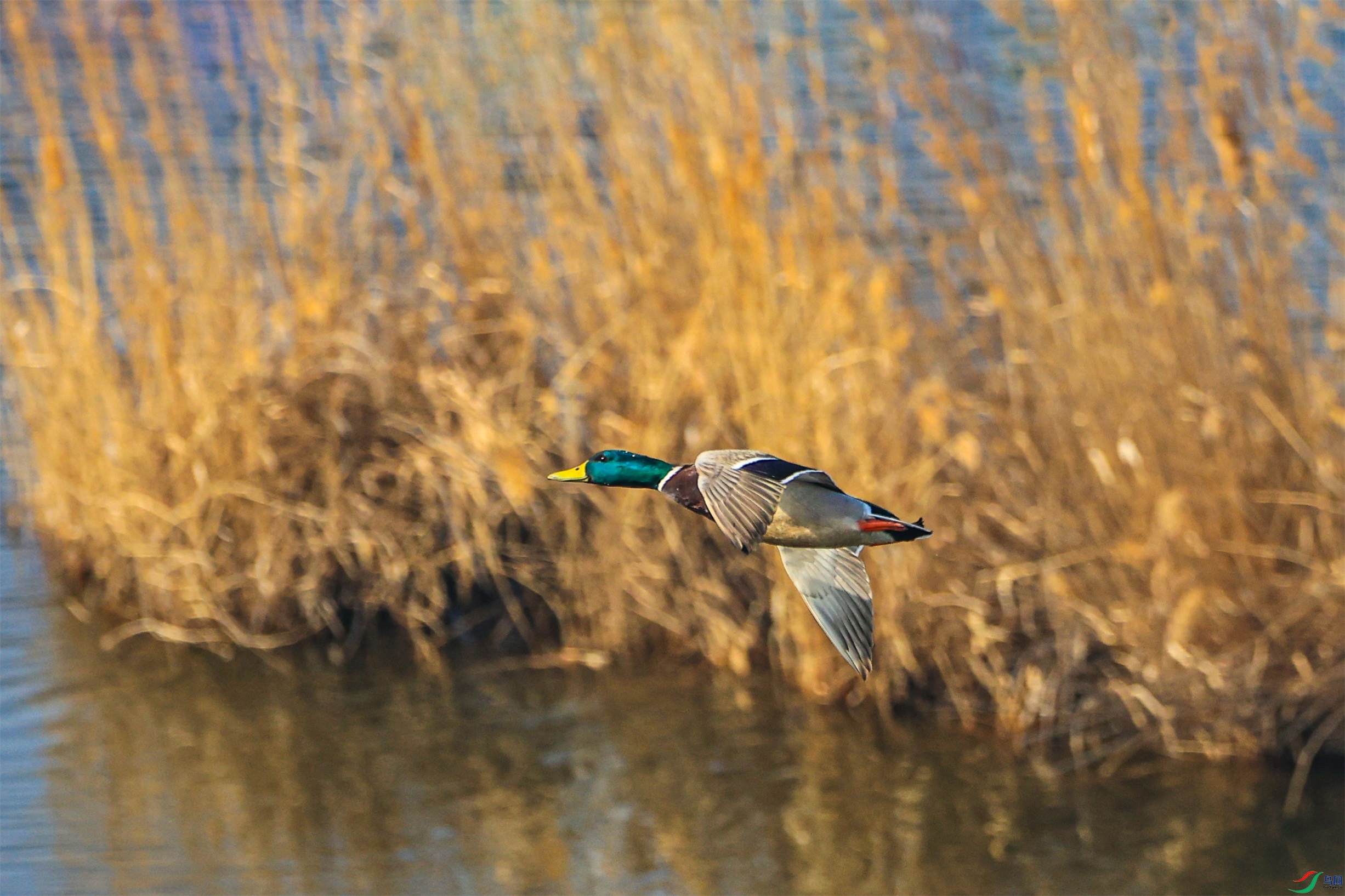 1K3A9555 ����1.jpg