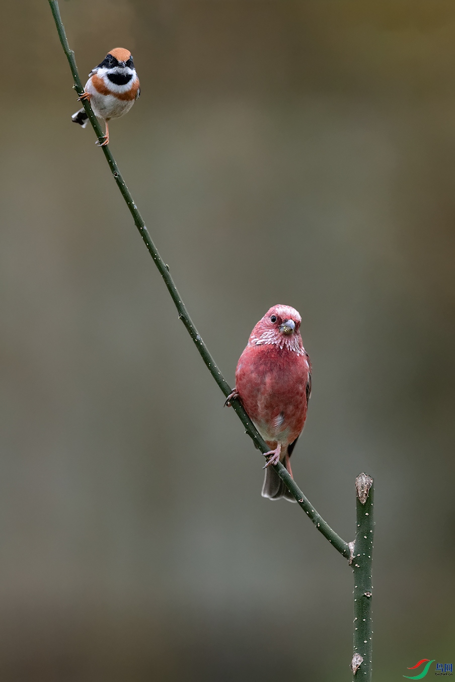 DSC_7859_DxOa.jpg