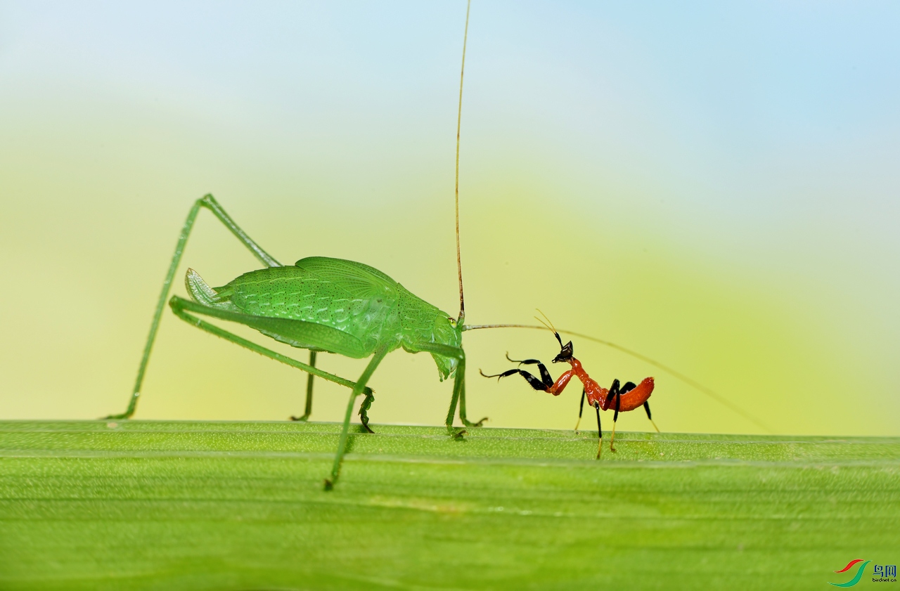 DSC_2171 ����.jpg