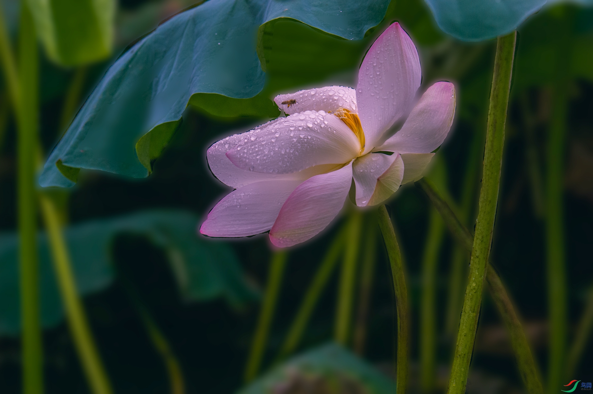 ��DSC_0529�����йۺ�ʫ��.jpg
