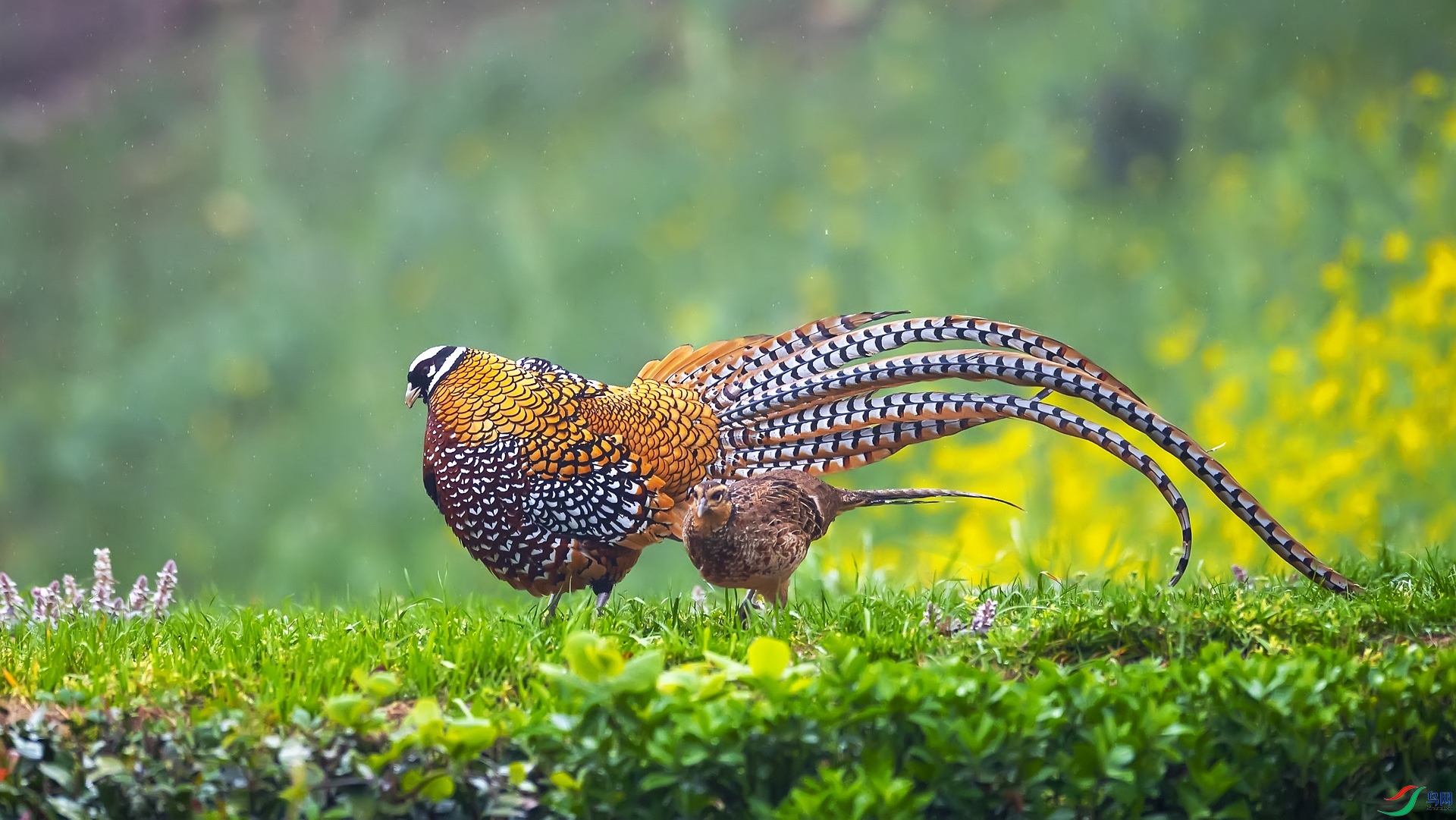 DSC_4622.jpg-.jpg1.jpg