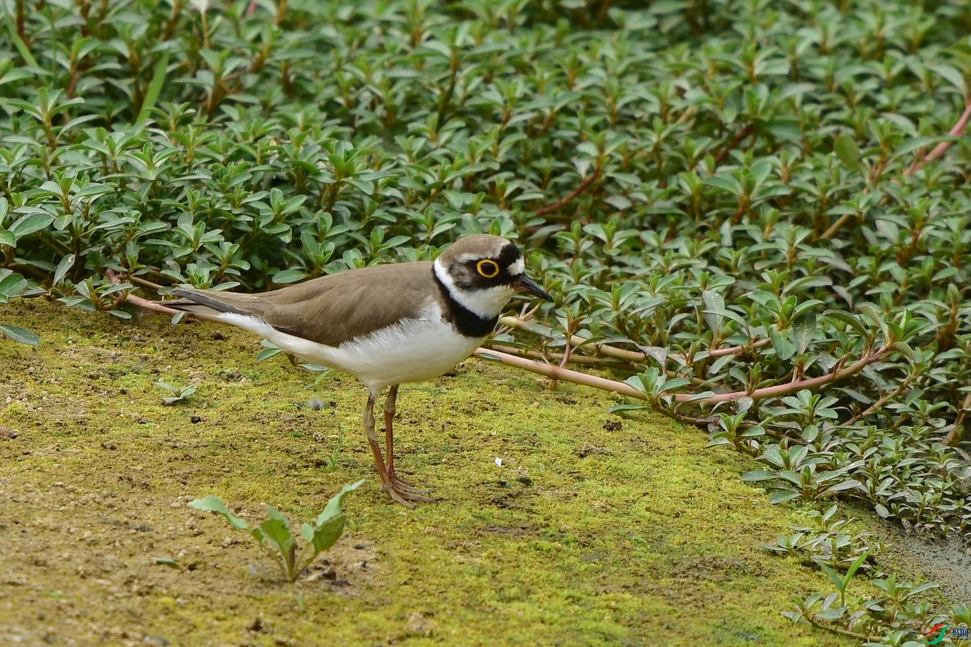 D8I_6980.jpg