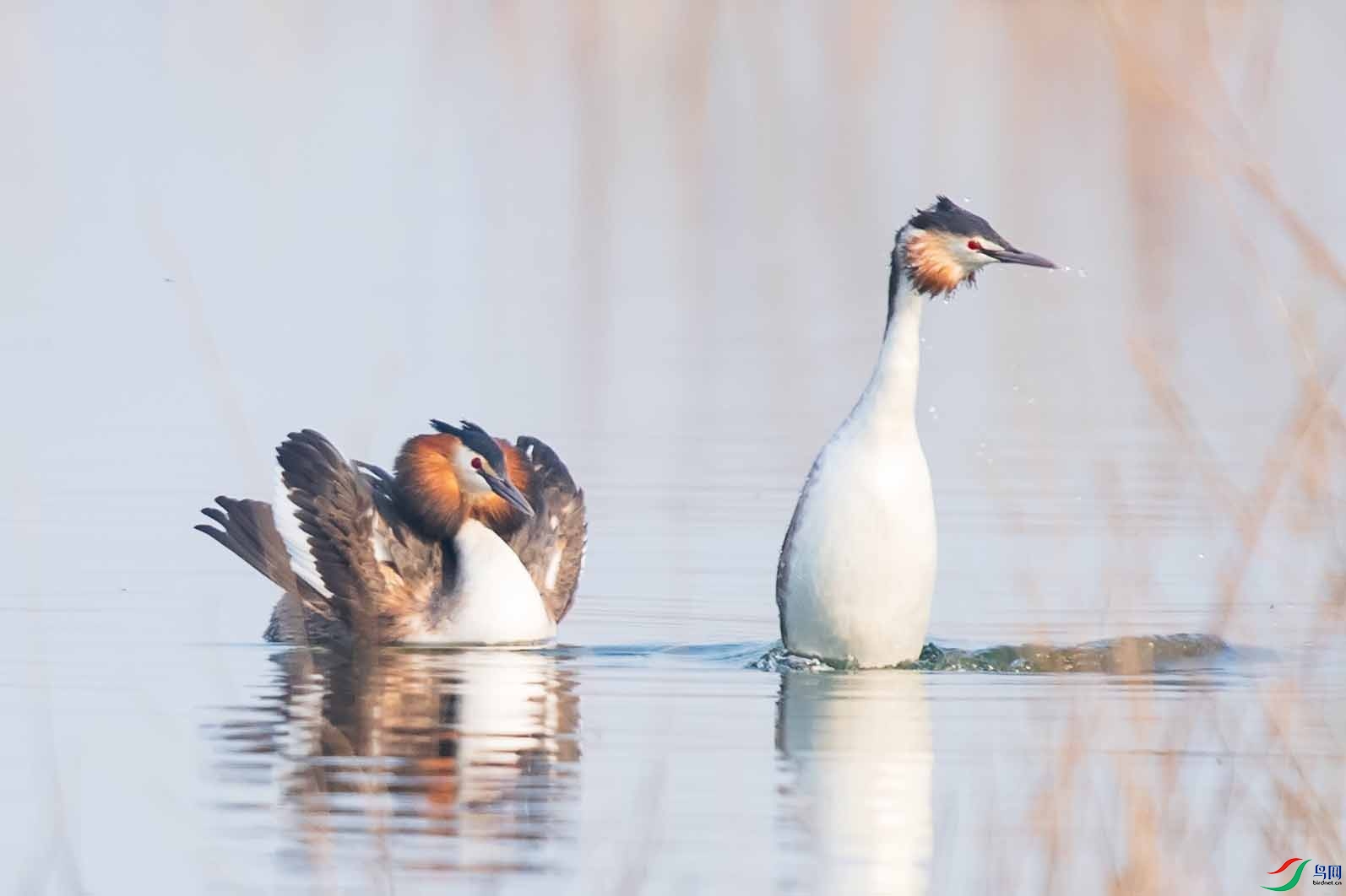 _DSC8604-1 ����.jpg