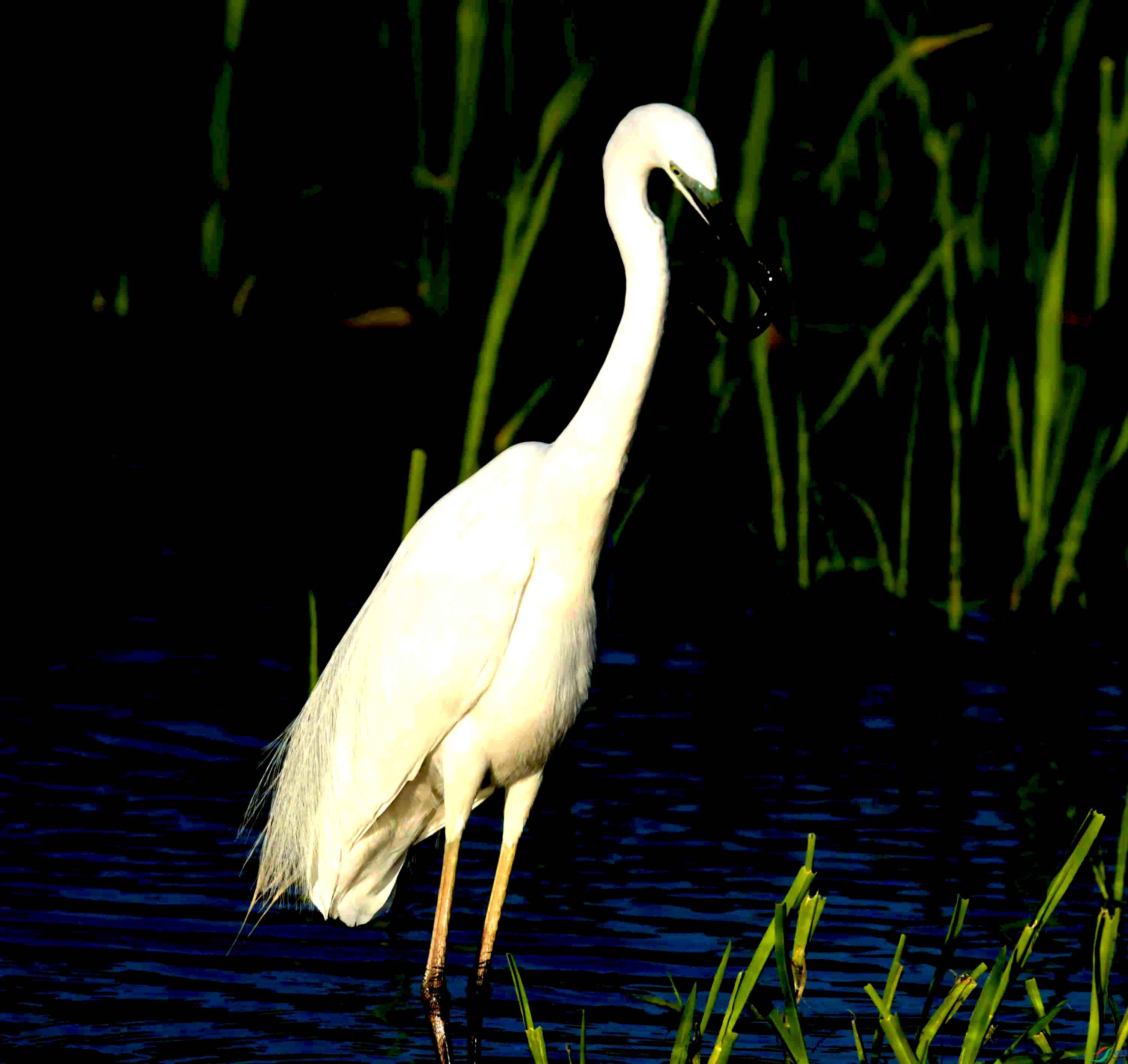 DSC_0941.JPG