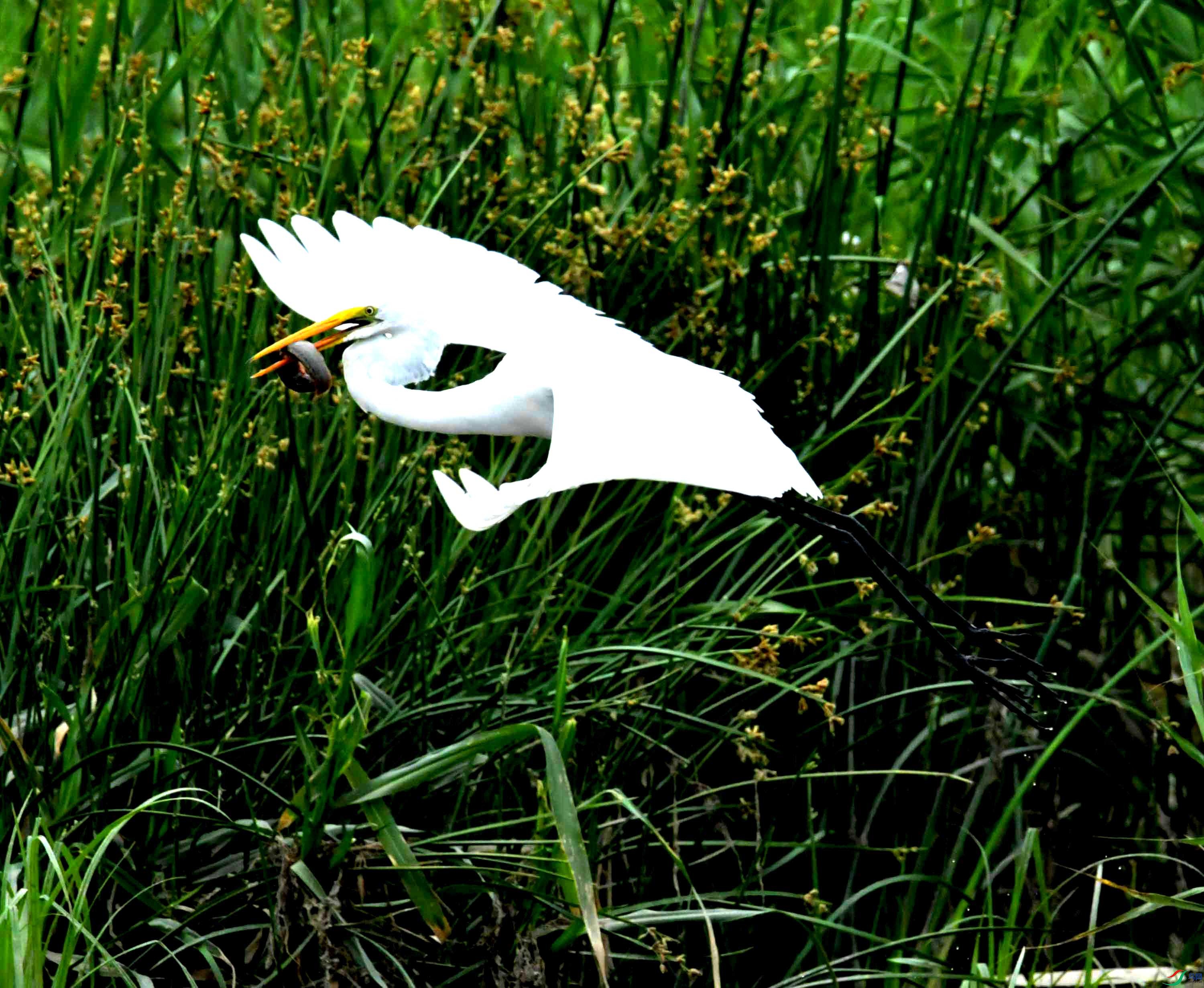 DSC_0963.JPG