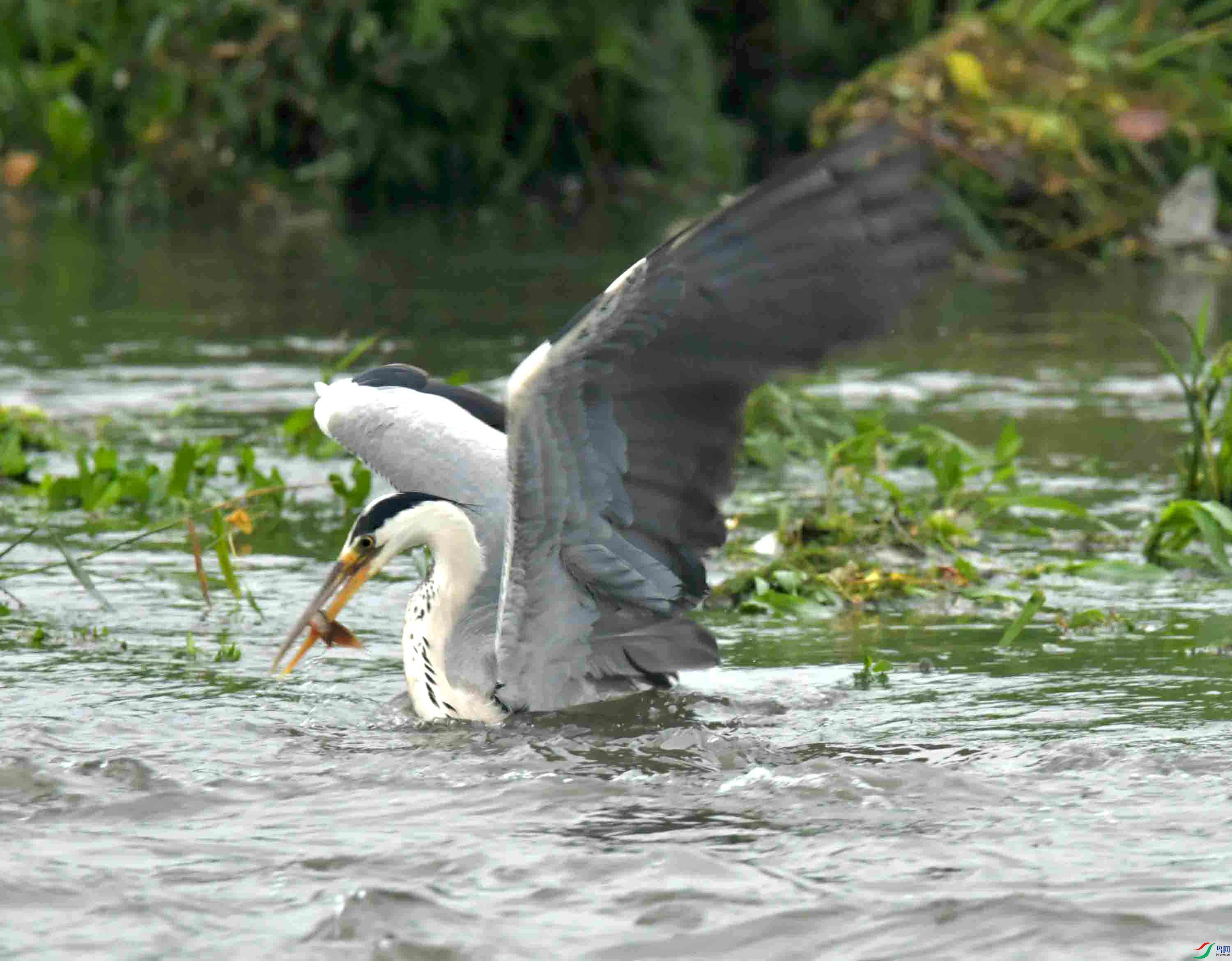 DSC_1312.JPG