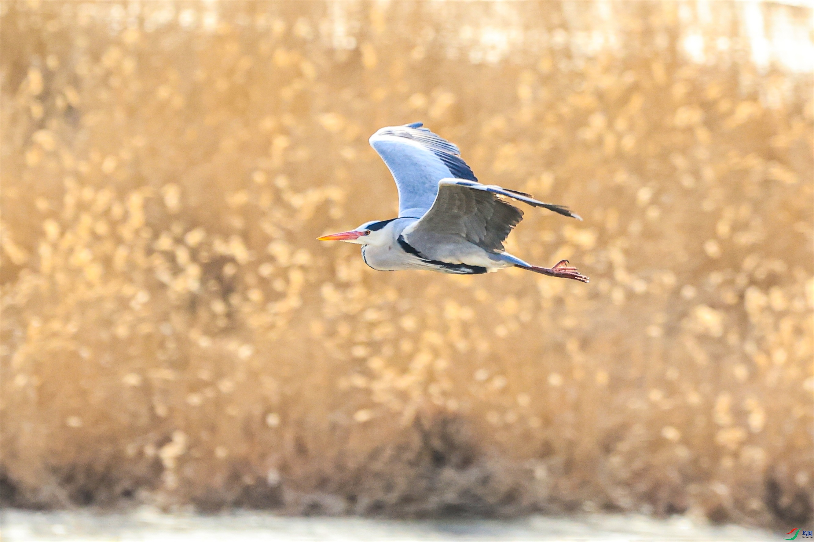 1K3A1221 ����1.jpg