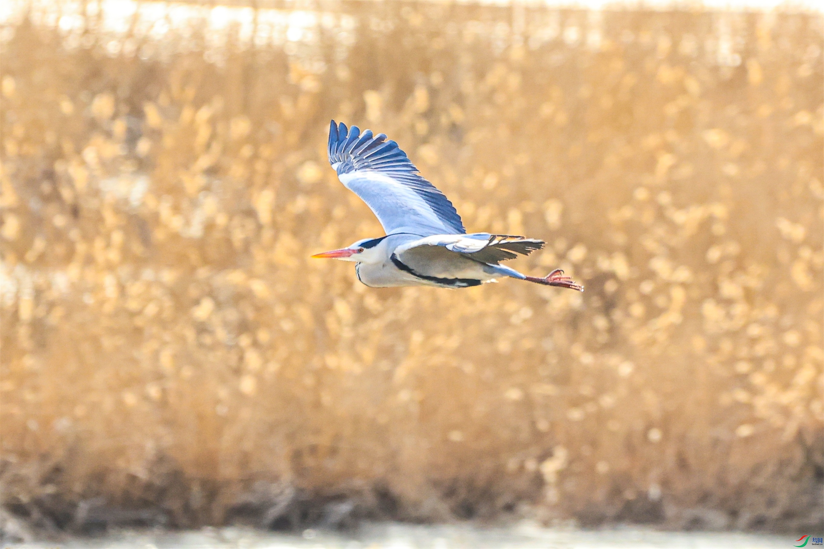 1K3A1223 ����1.jpg