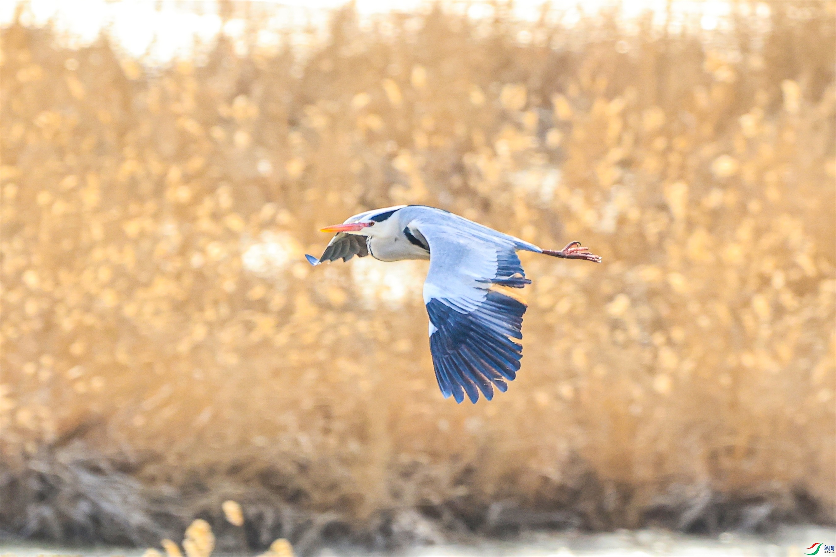 1K3A1225 ����1.jpg