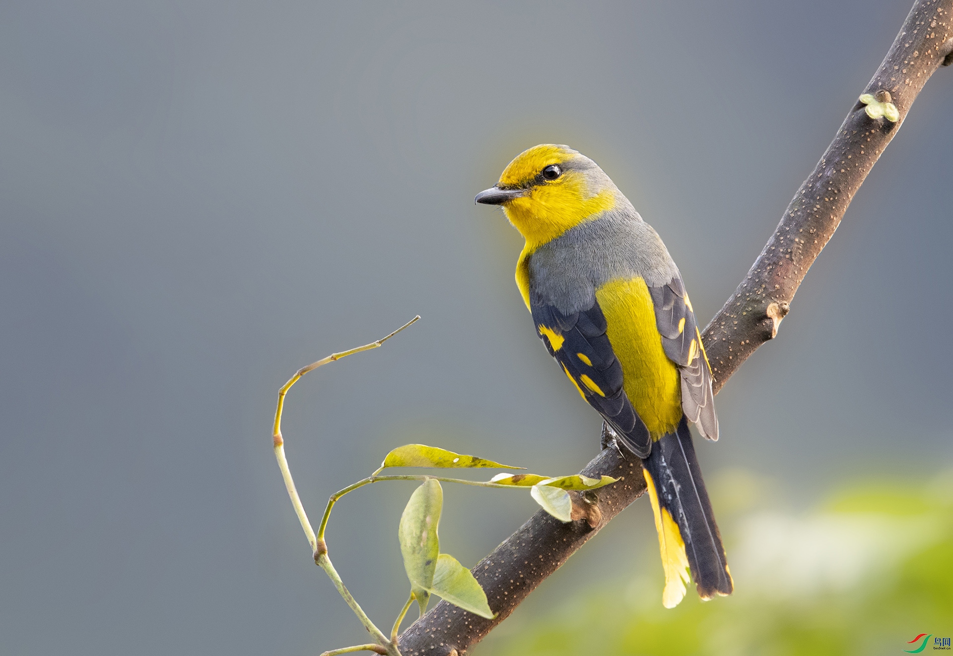 ���ɽ����