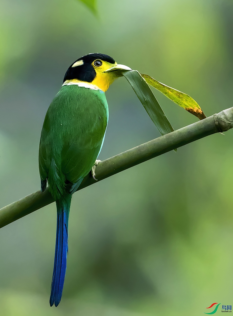 ��β������