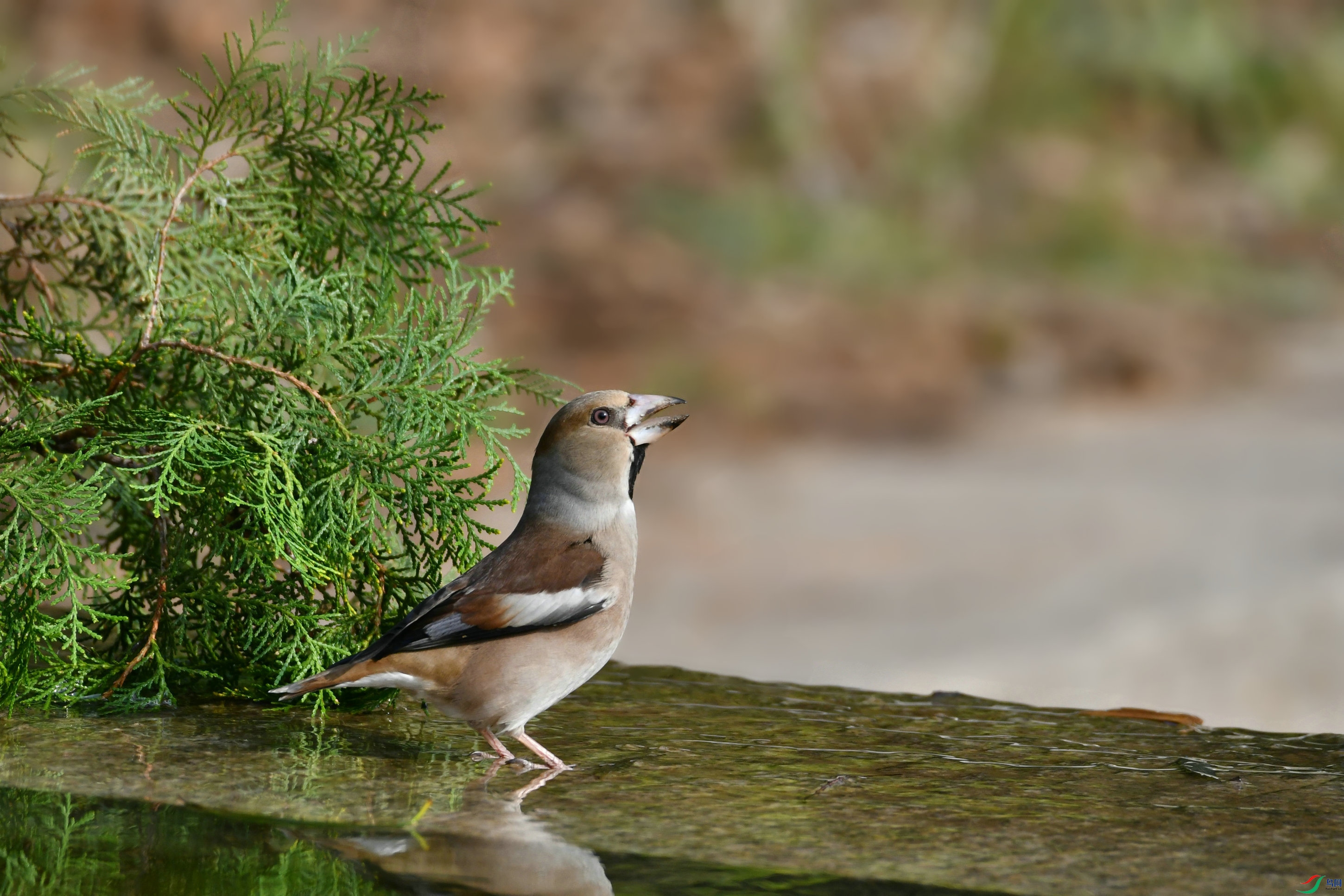 DSC_7531.JPG
