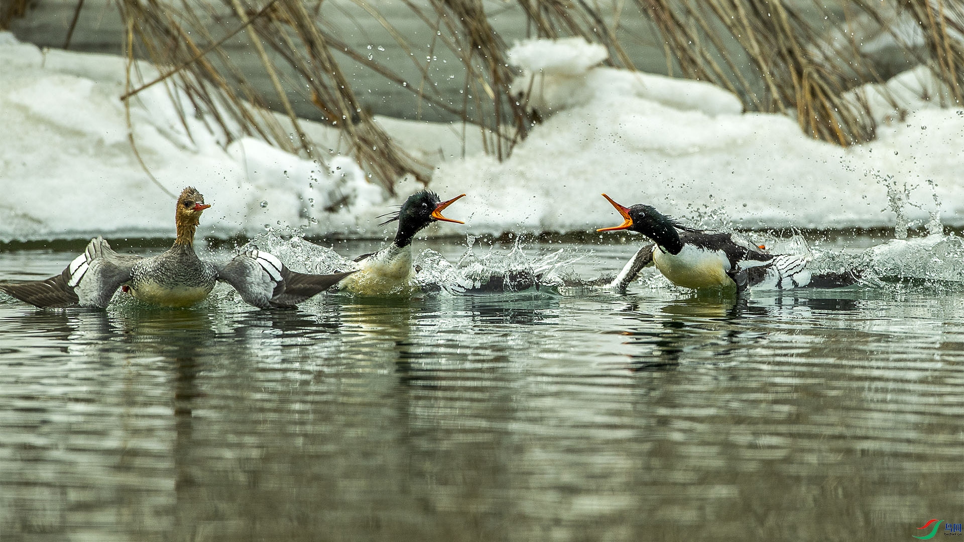 CD0I2620 ����.jpg