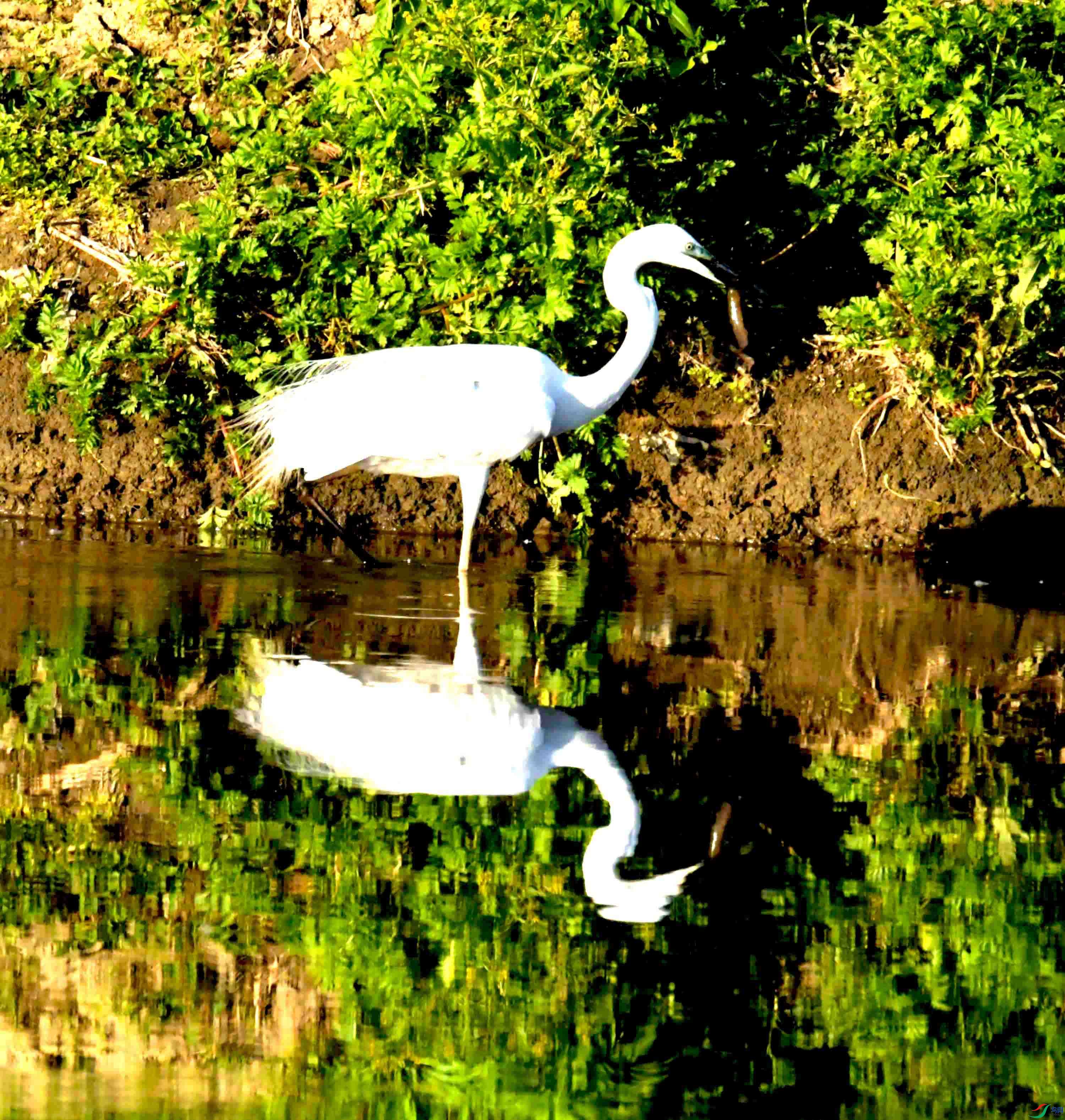DSC_0996.JPG