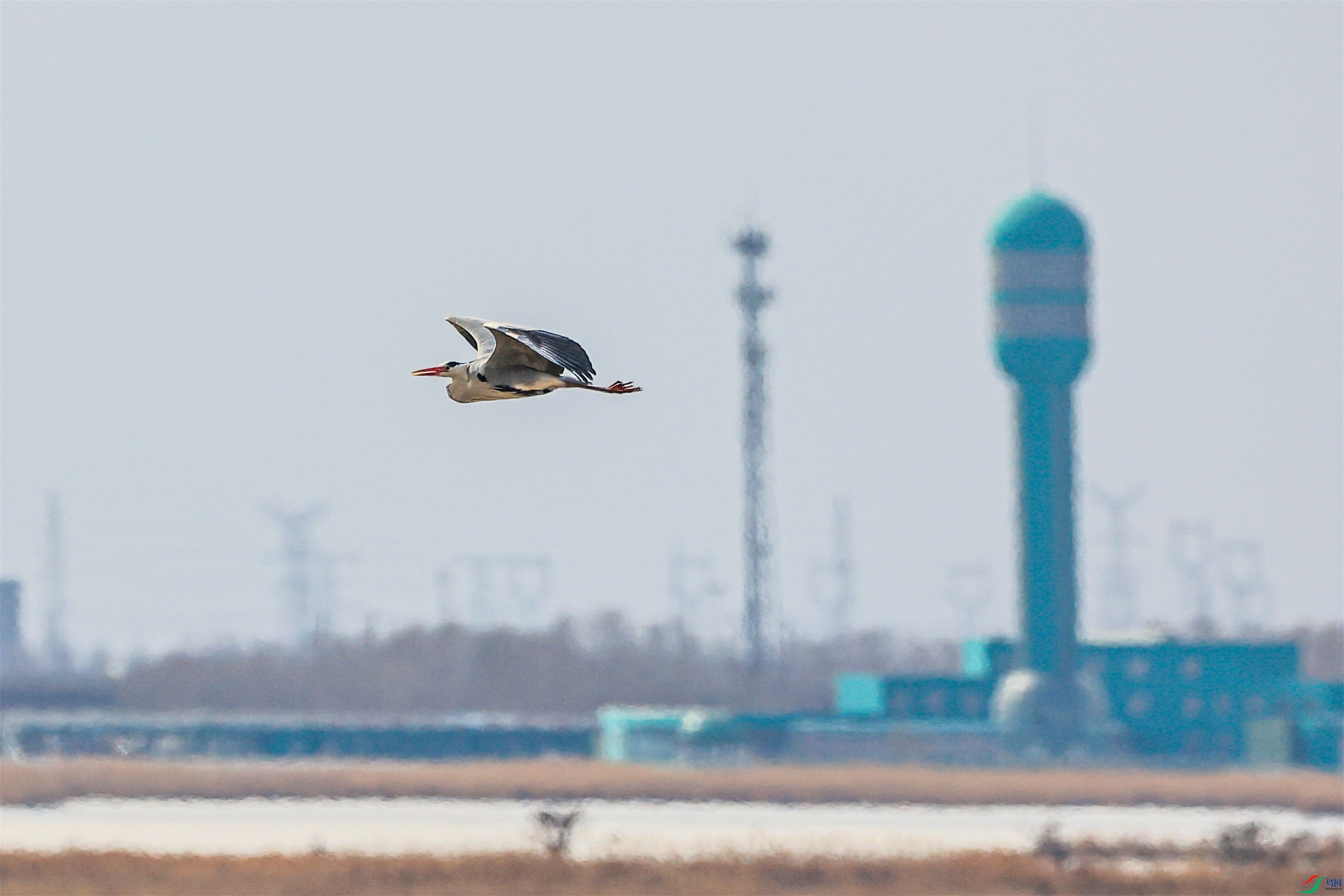 1K3A3462 ����1.jpg