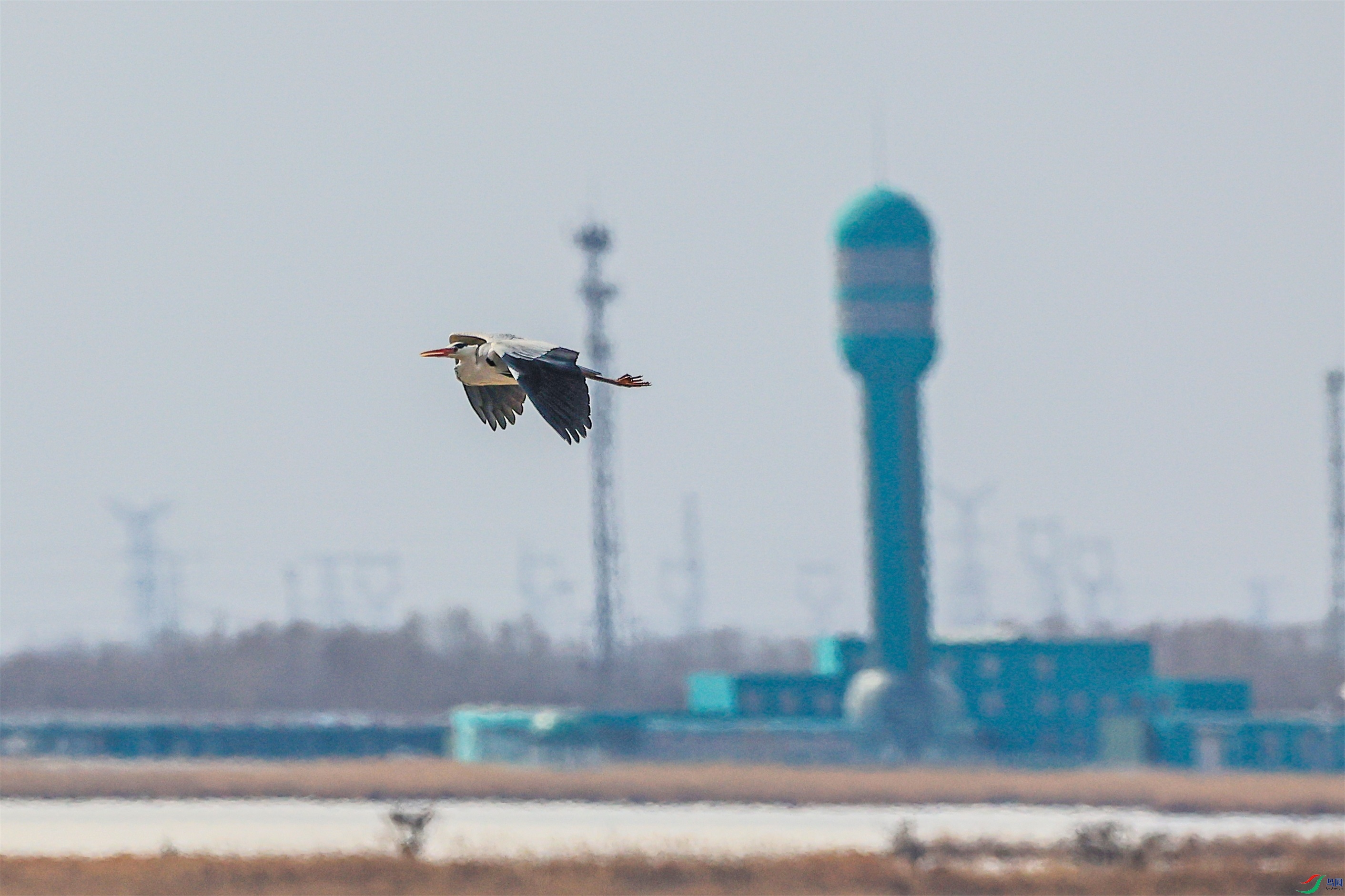 1K3A3461 ����1.jpg