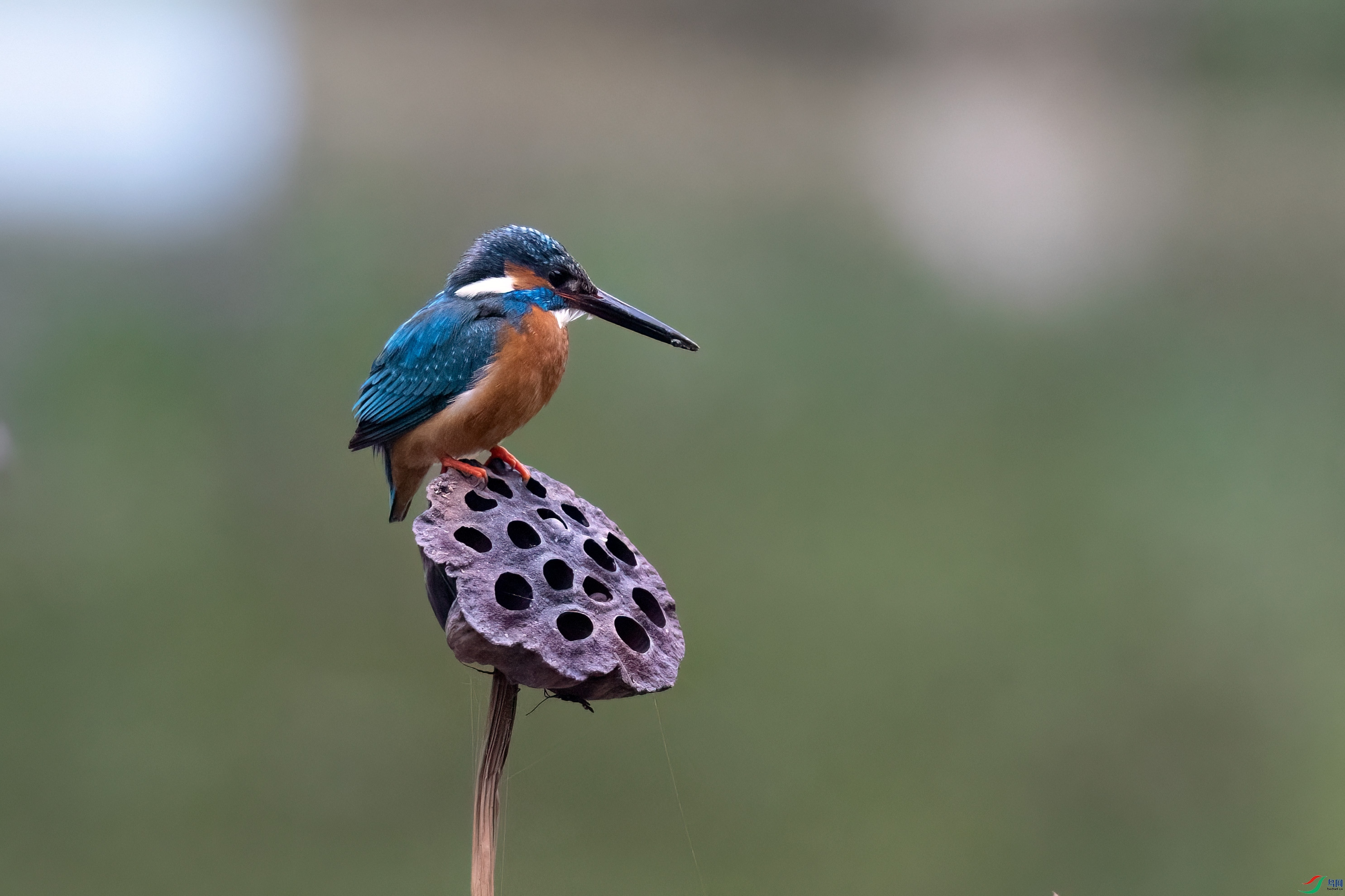 DSC_9382.jpg