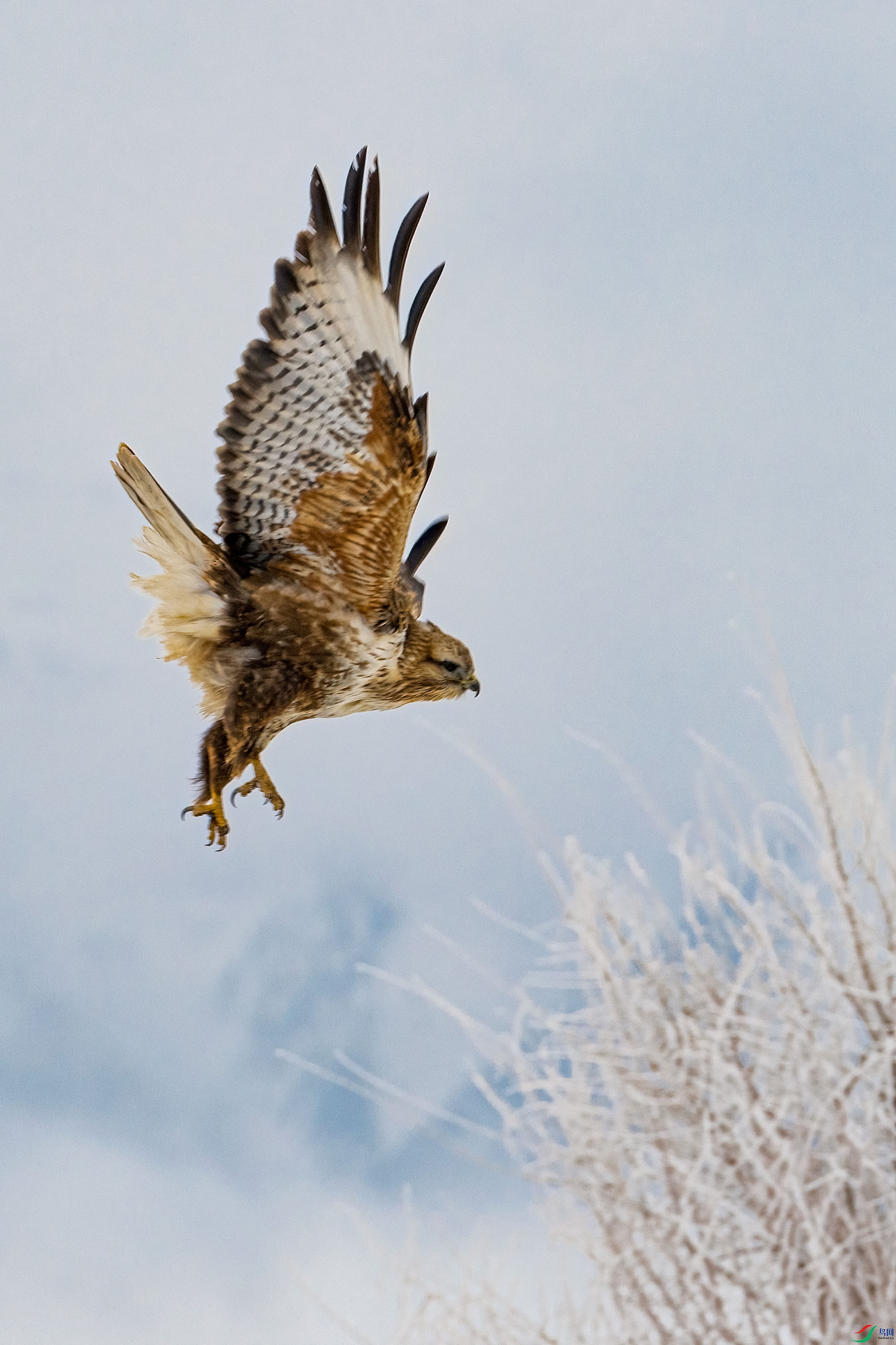 DSC_6675-1.jpg