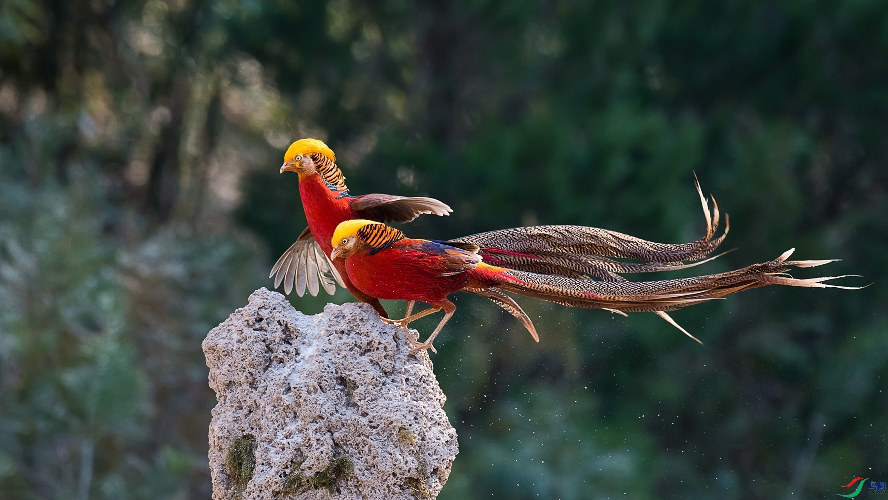 DSC_8497 - ����.jpg