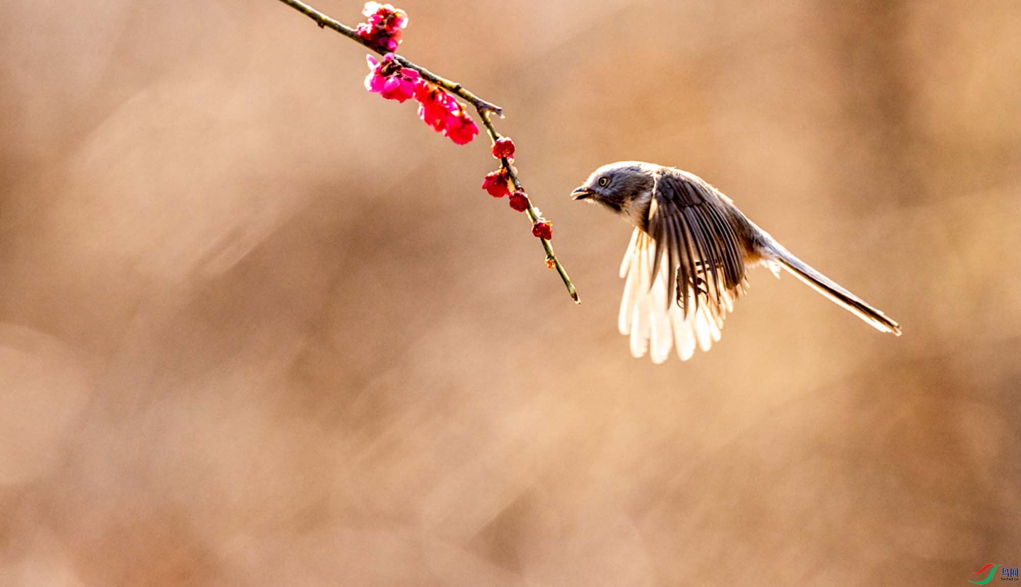 ������βɽȸ