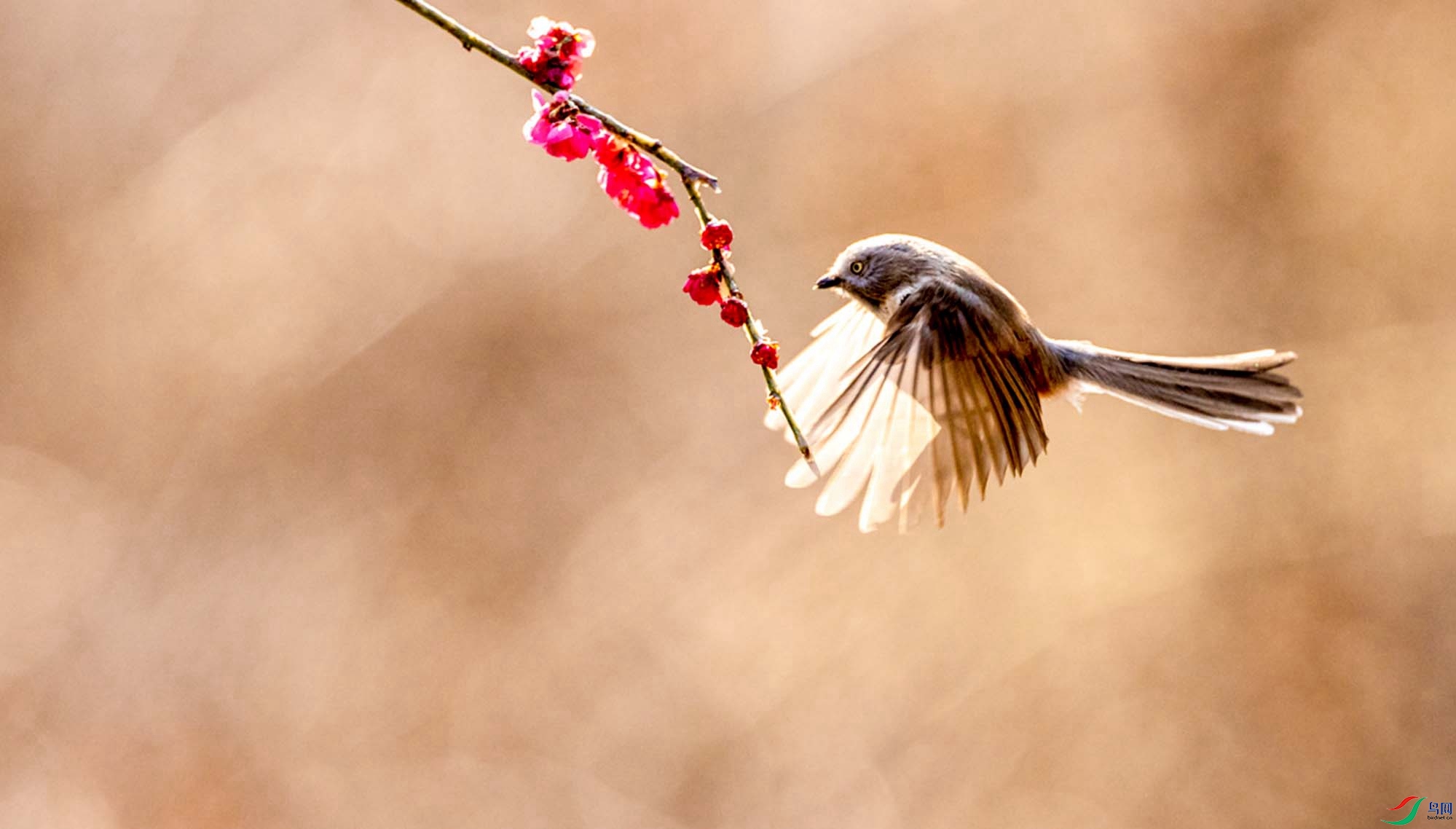 ������βɽȸ