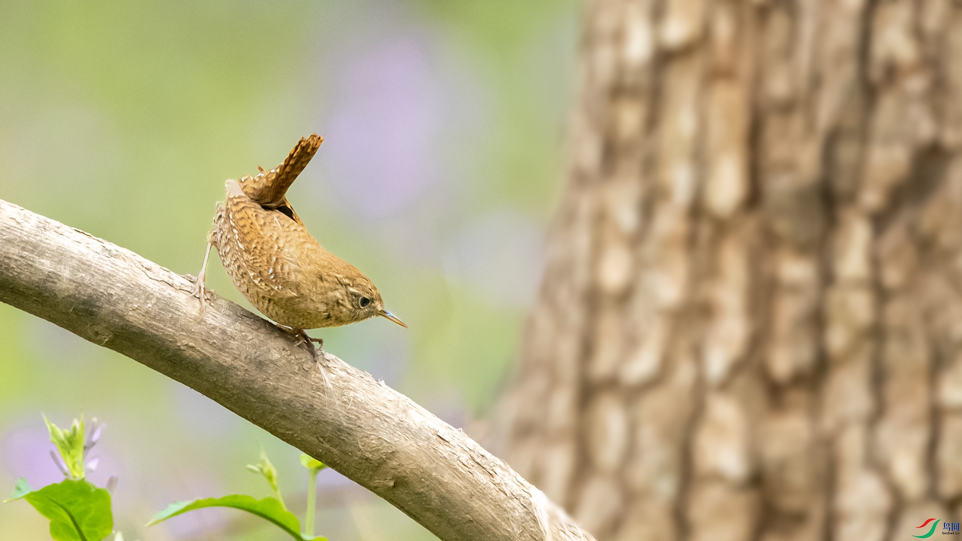 DSC_4758 ����.jpg