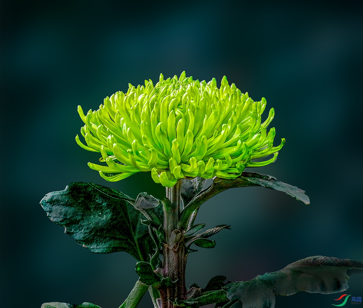 00000583A0259 �̰���1000k.jpg