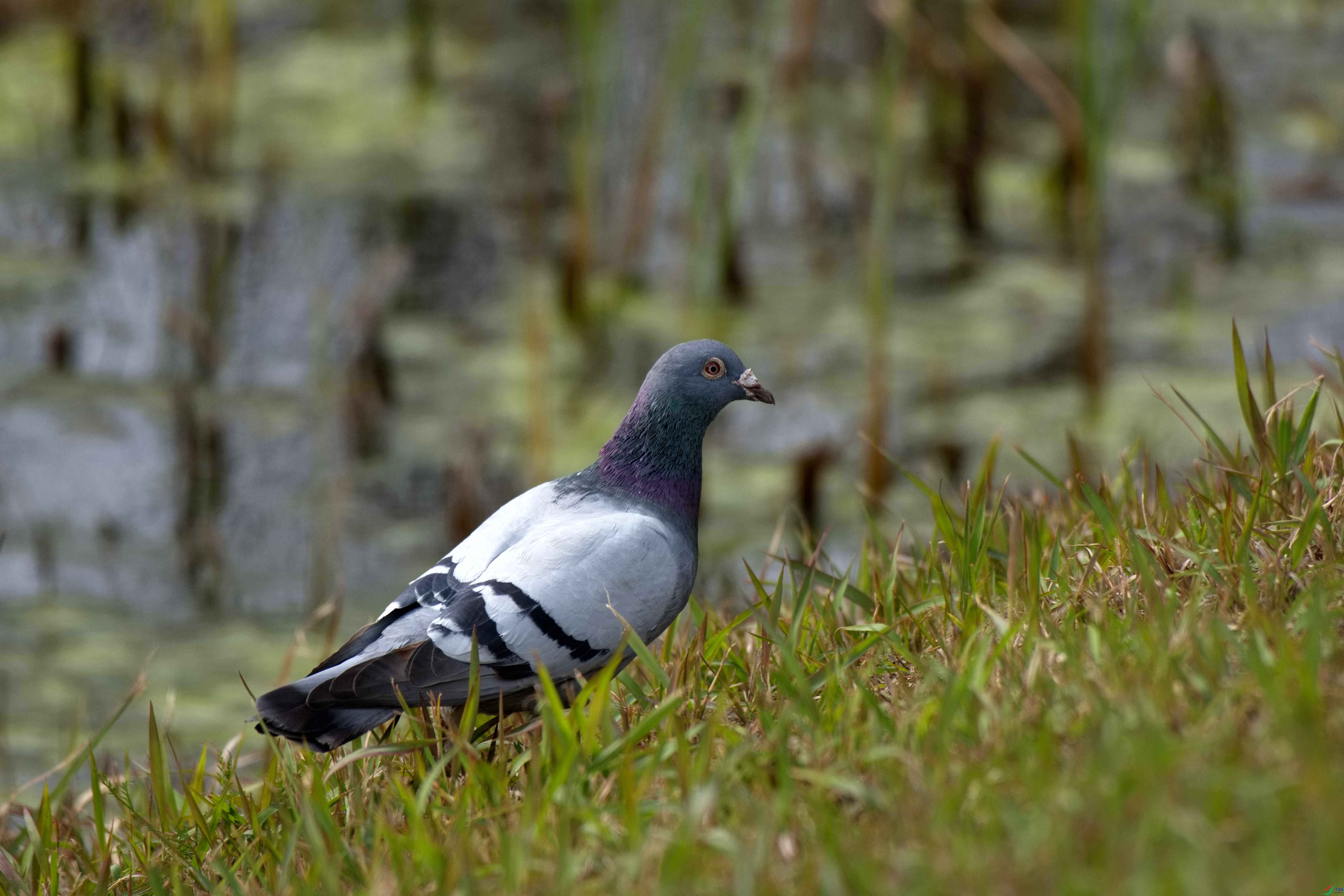 DSC_2833.jpg